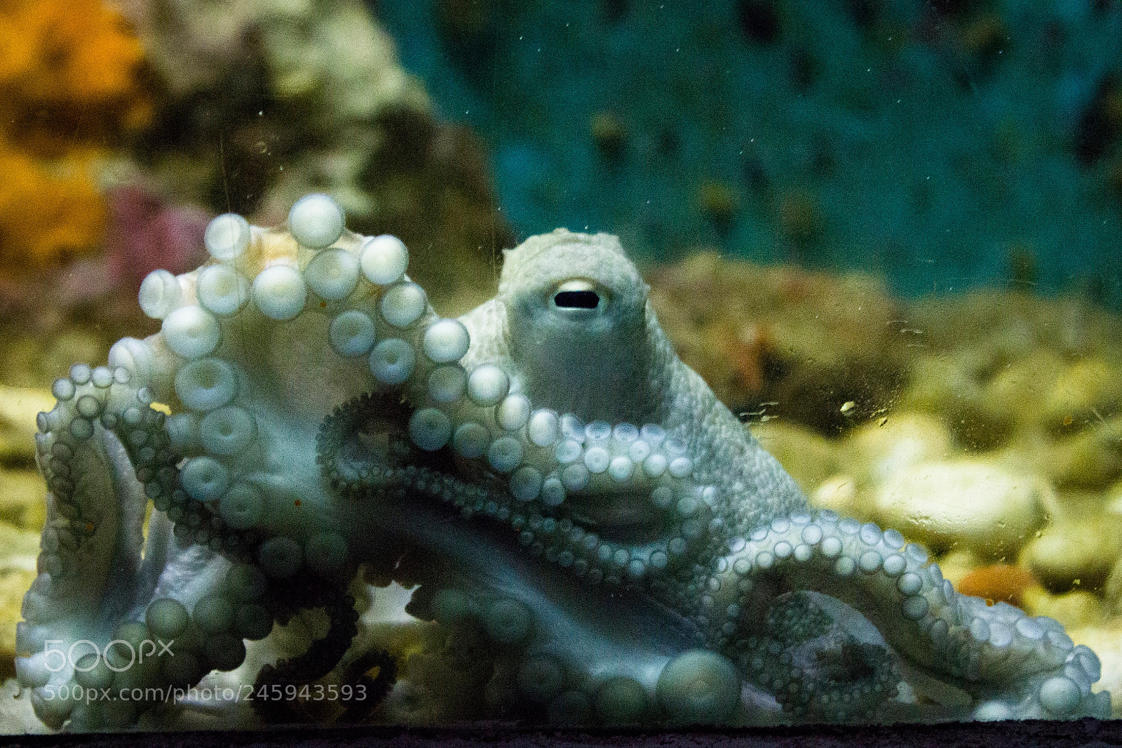 Canon EOS 550D (EOS Rebel T2i / EOS Kiss X4) sample photo. White octopus photography