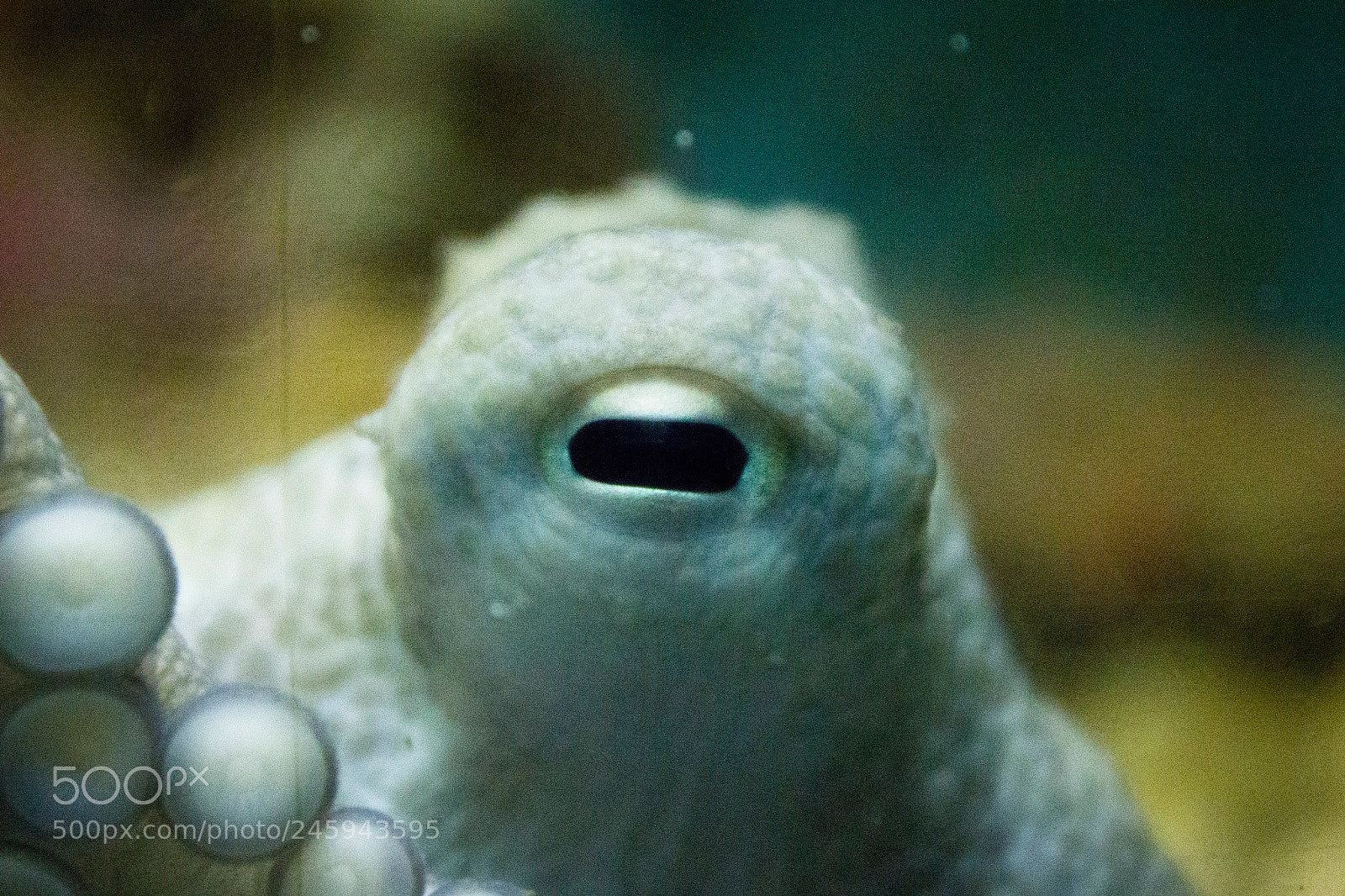 Canon EOS 550D (EOS Rebel T2i / EOS Kiss X4) sample photo. White octopus - eye photography