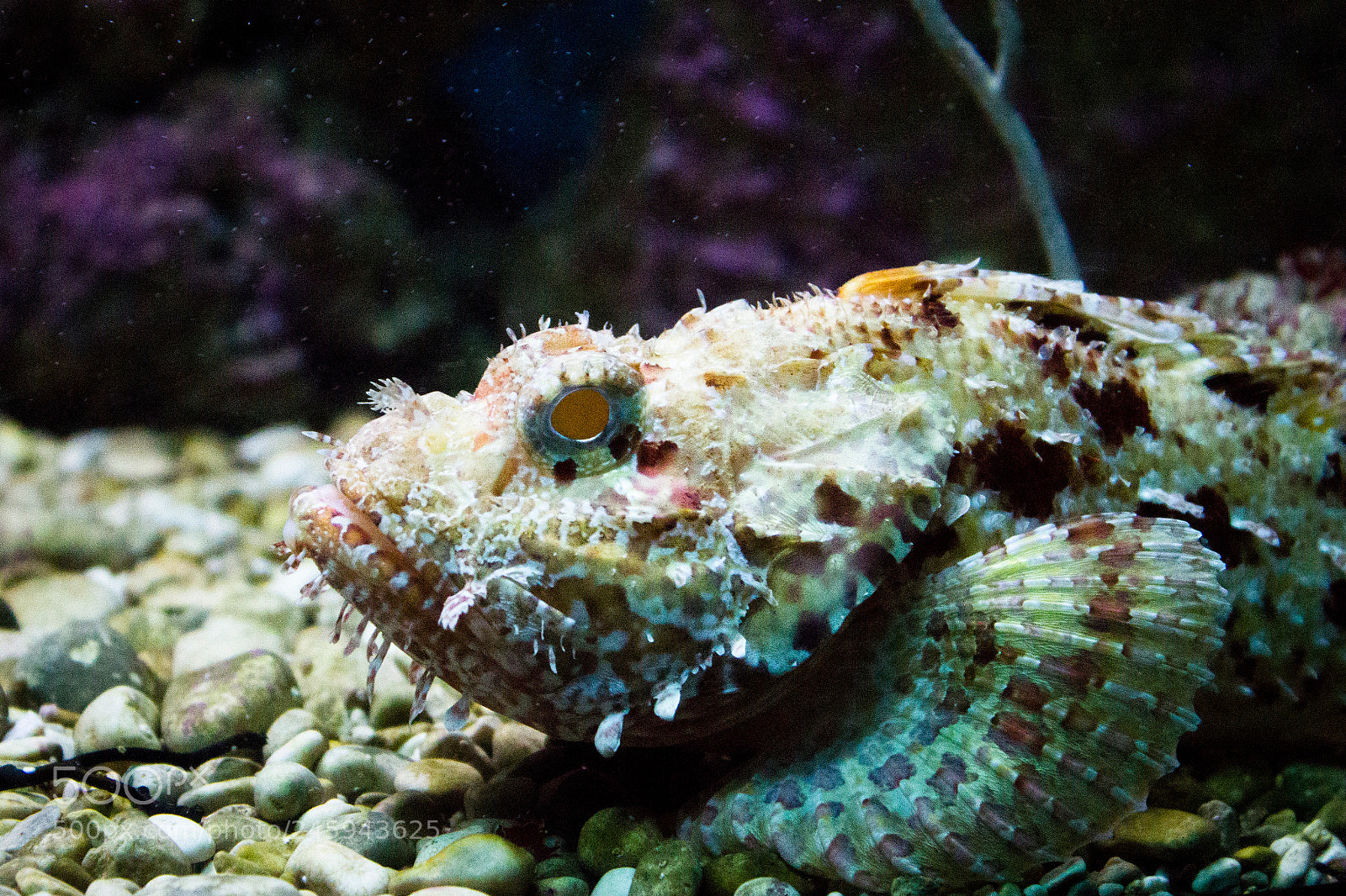 Canon EOS 550D (EOS Rebel T2i / EOS Kiss X4) sample photo. Seawater fish photography
