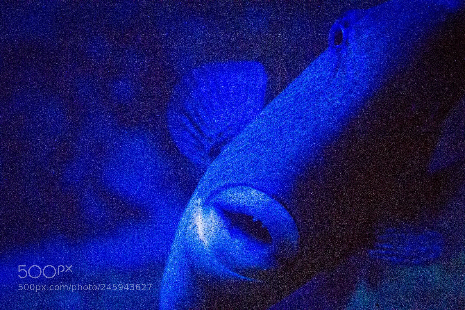 Canon EOS 550D (EOS Rebel T2i / EOS Kiss X4) sample photo. Seawater fish photography