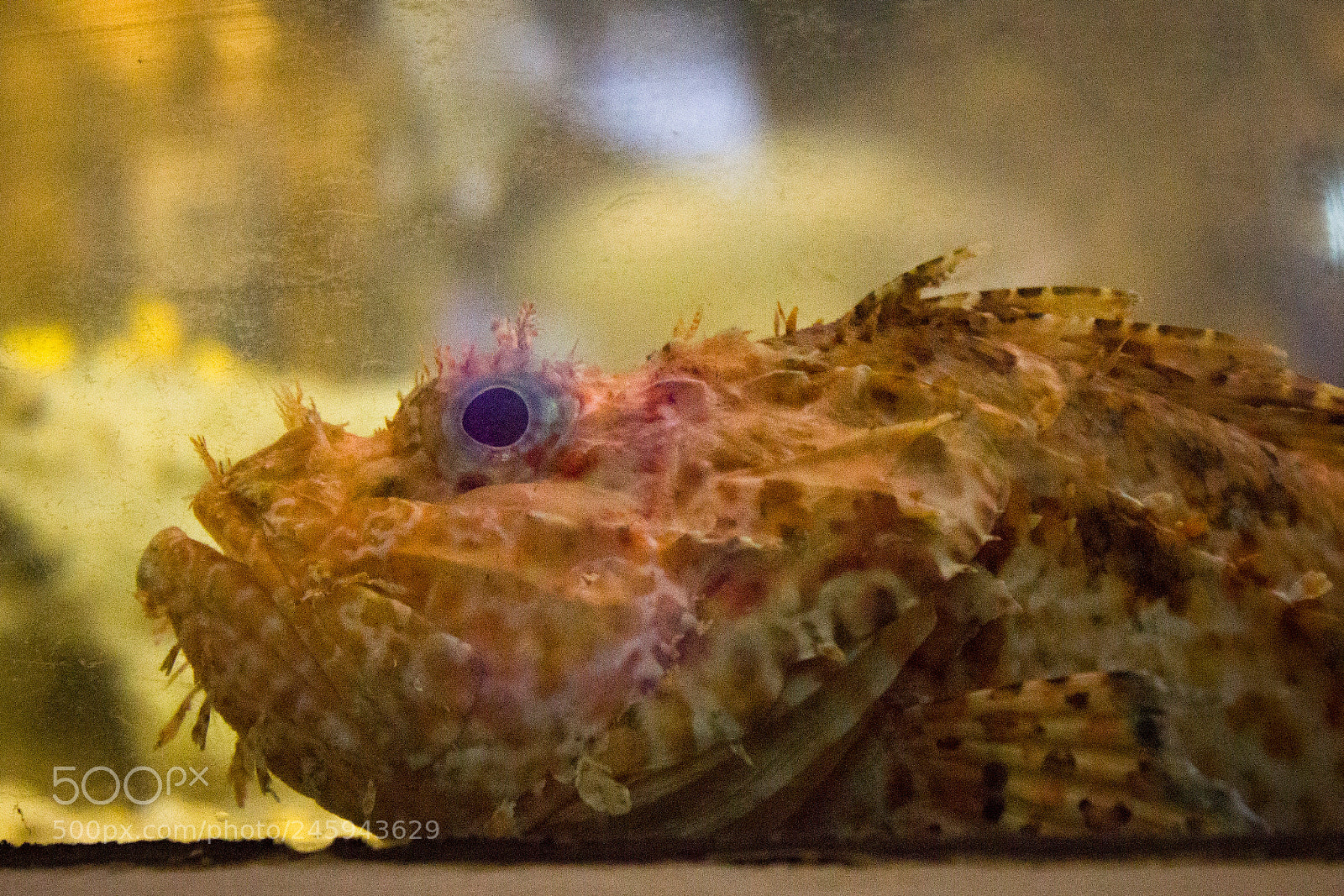 Canon EOS 550D (EOS Rebel T2i / EOS Kiss X4) sample photo. Seawater fish photography