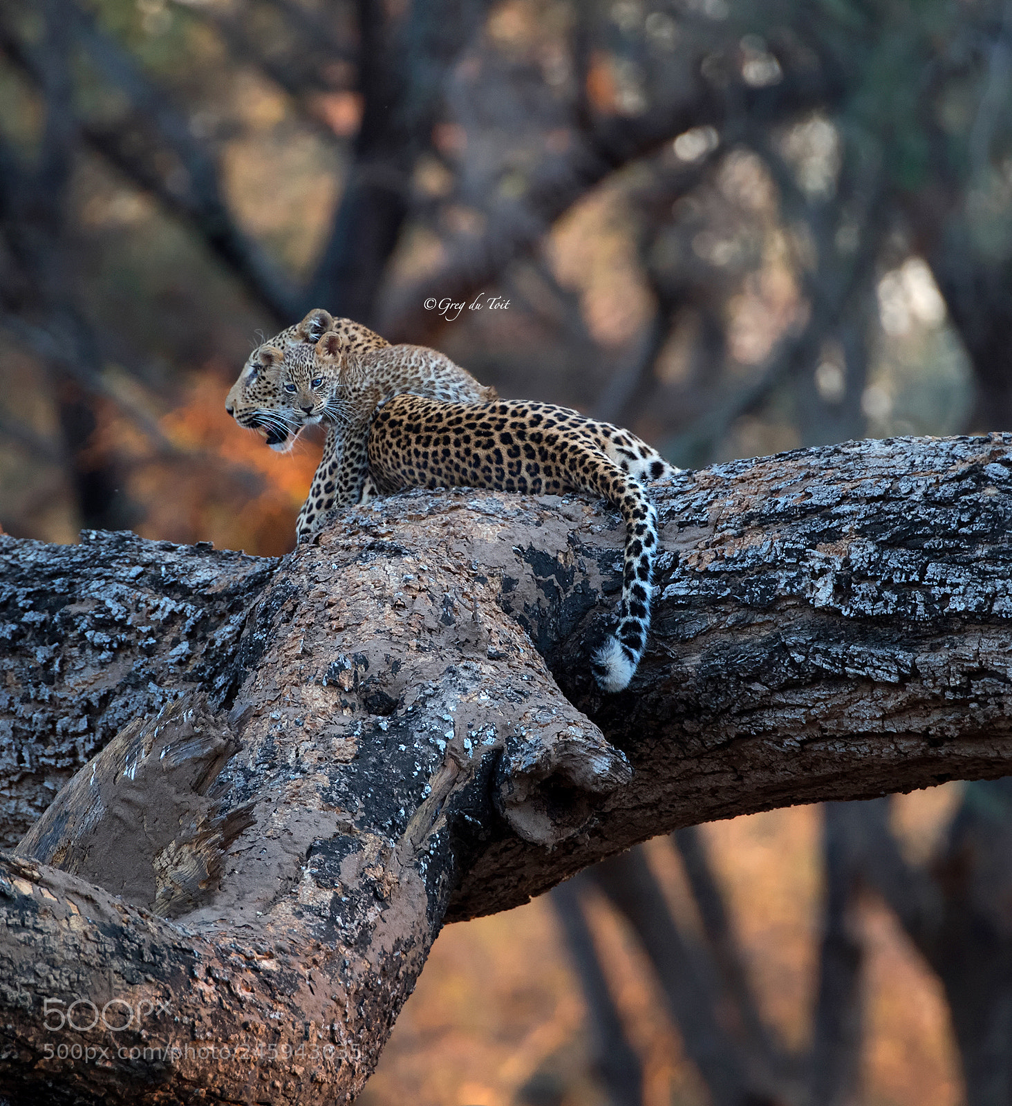 Nikon D5 sample photo. Leopard cub with mum photography