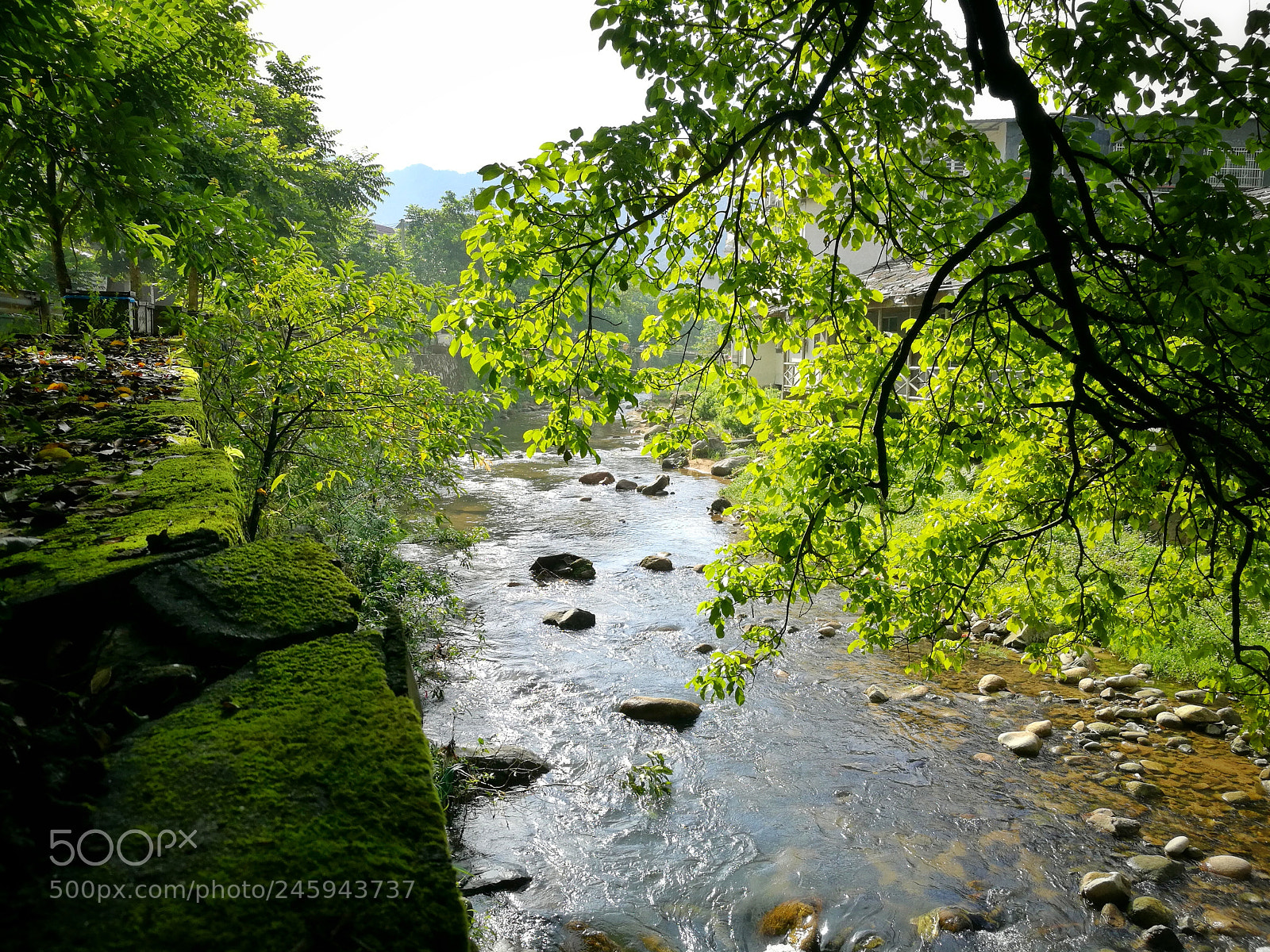 HUAWEI Honor 8 sample photo. Green photography