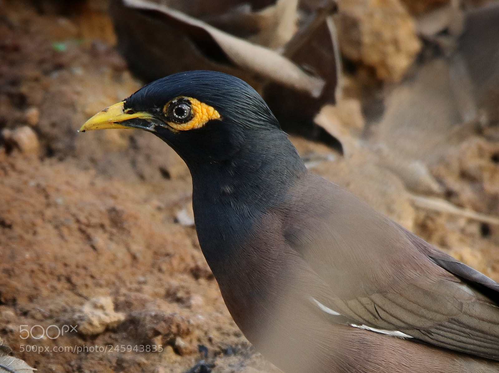 Canon EOS 7D Mark II sample photo. Untitled photography