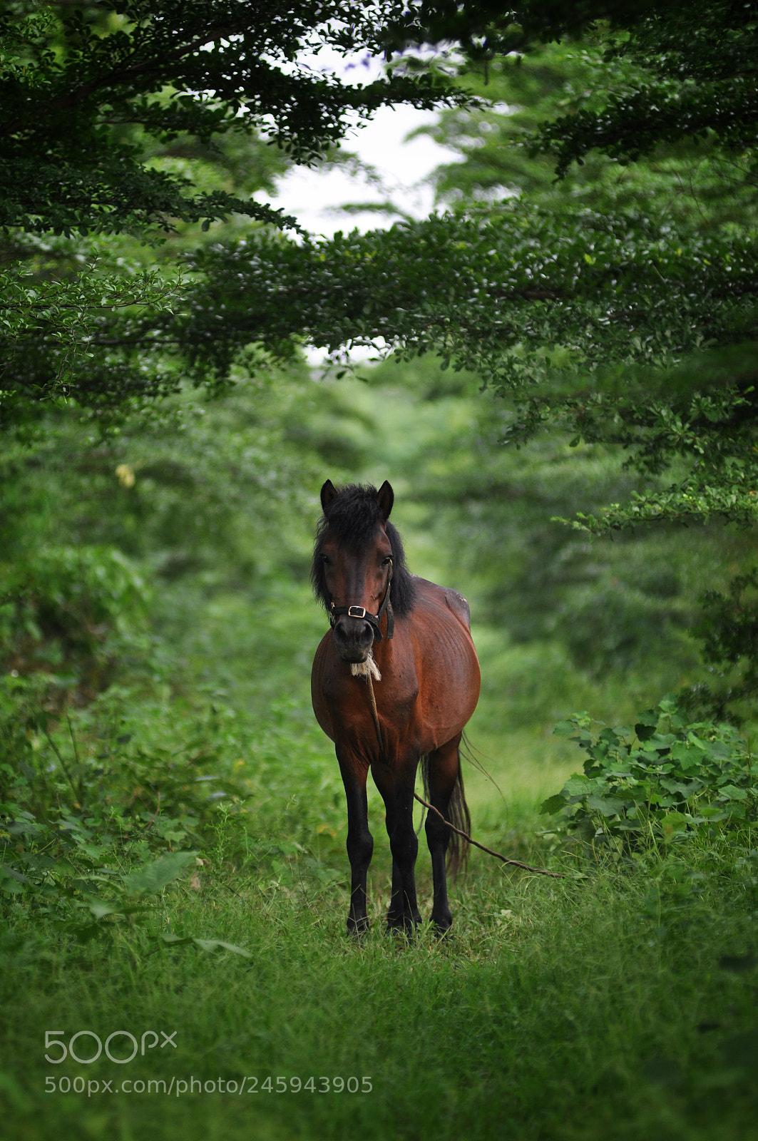 Nikon D90 sample photo. Horse photography