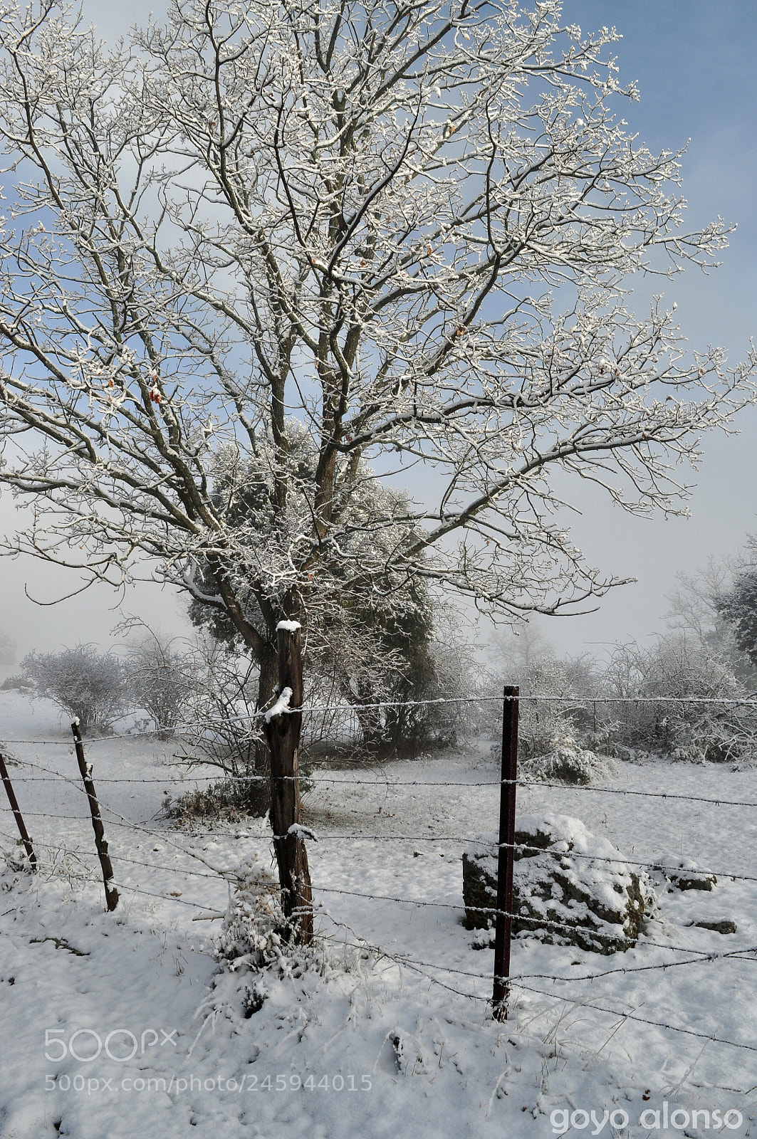 Nikon D5000 sample photo. Nieves photography