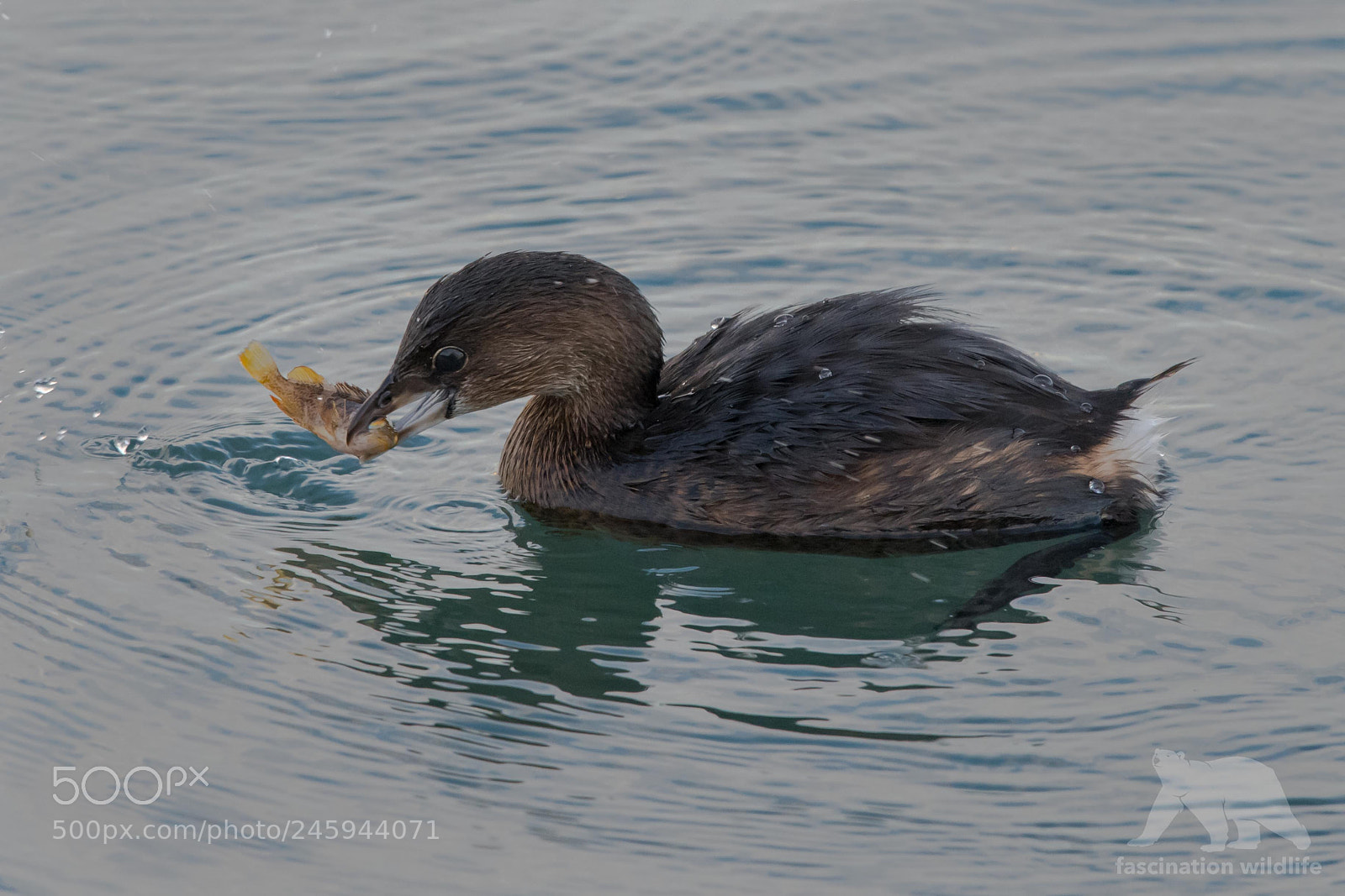 Nikon D850 sample photo. Eared grebe with catch photography