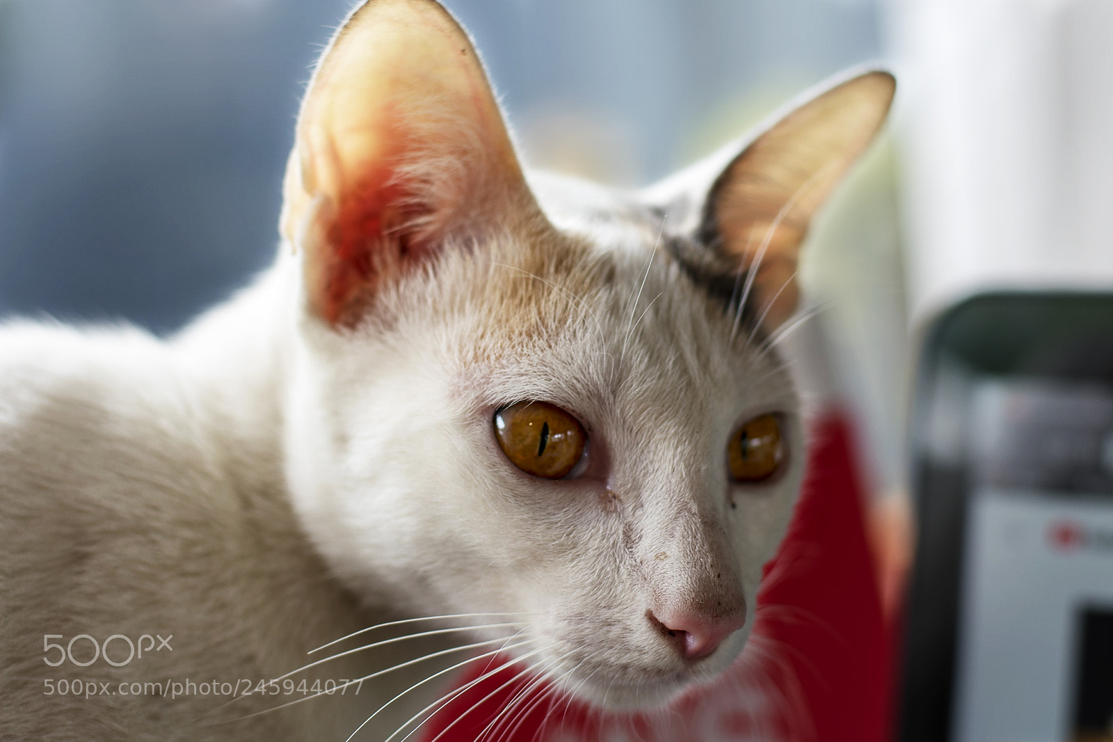 Nikon D3400 sample photo. Cat cafe photography