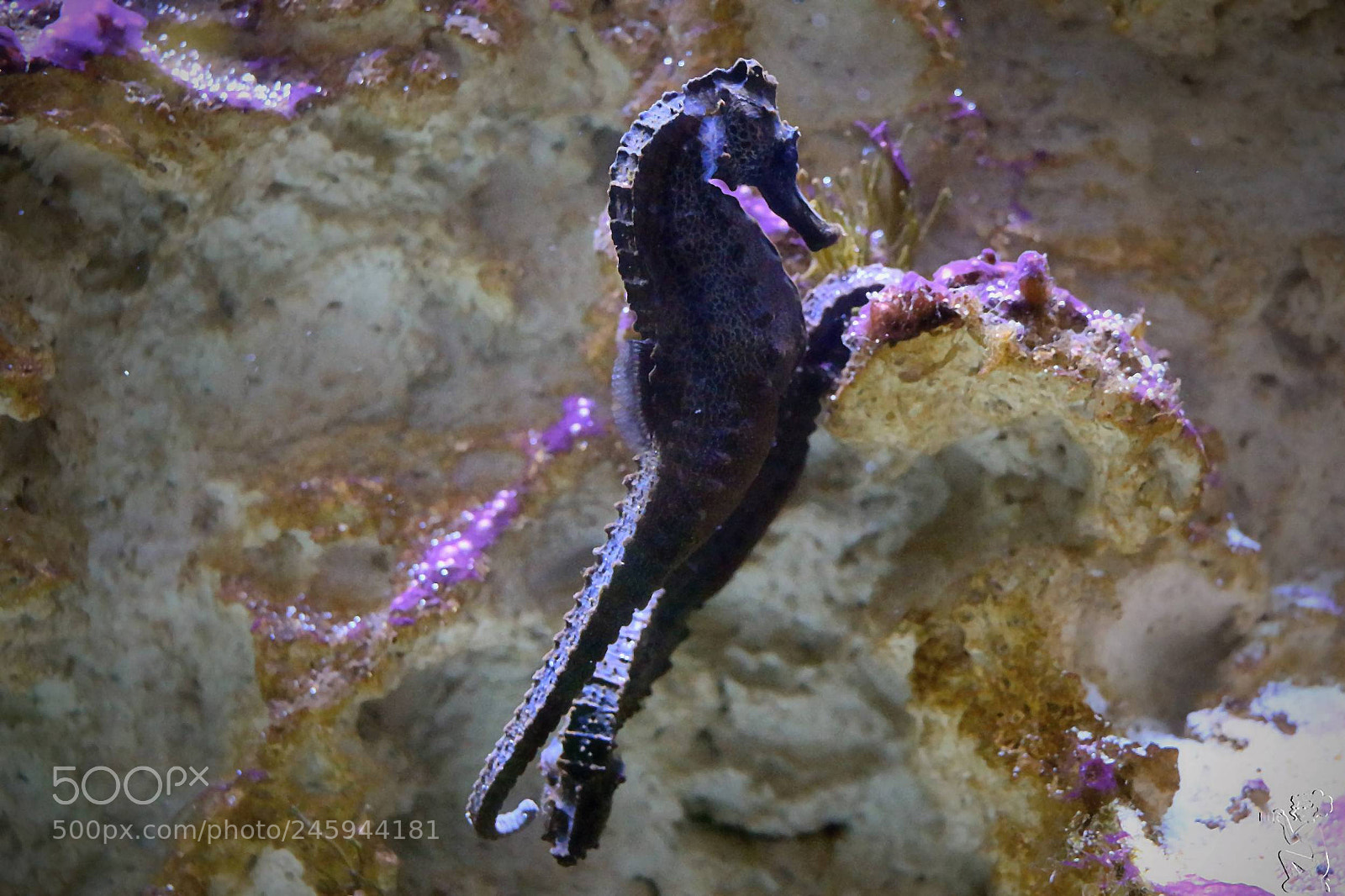 Canon EOS 650D (EOS Rebel T4i / EOS Kiss X6i) sample photo. Seahorses photography