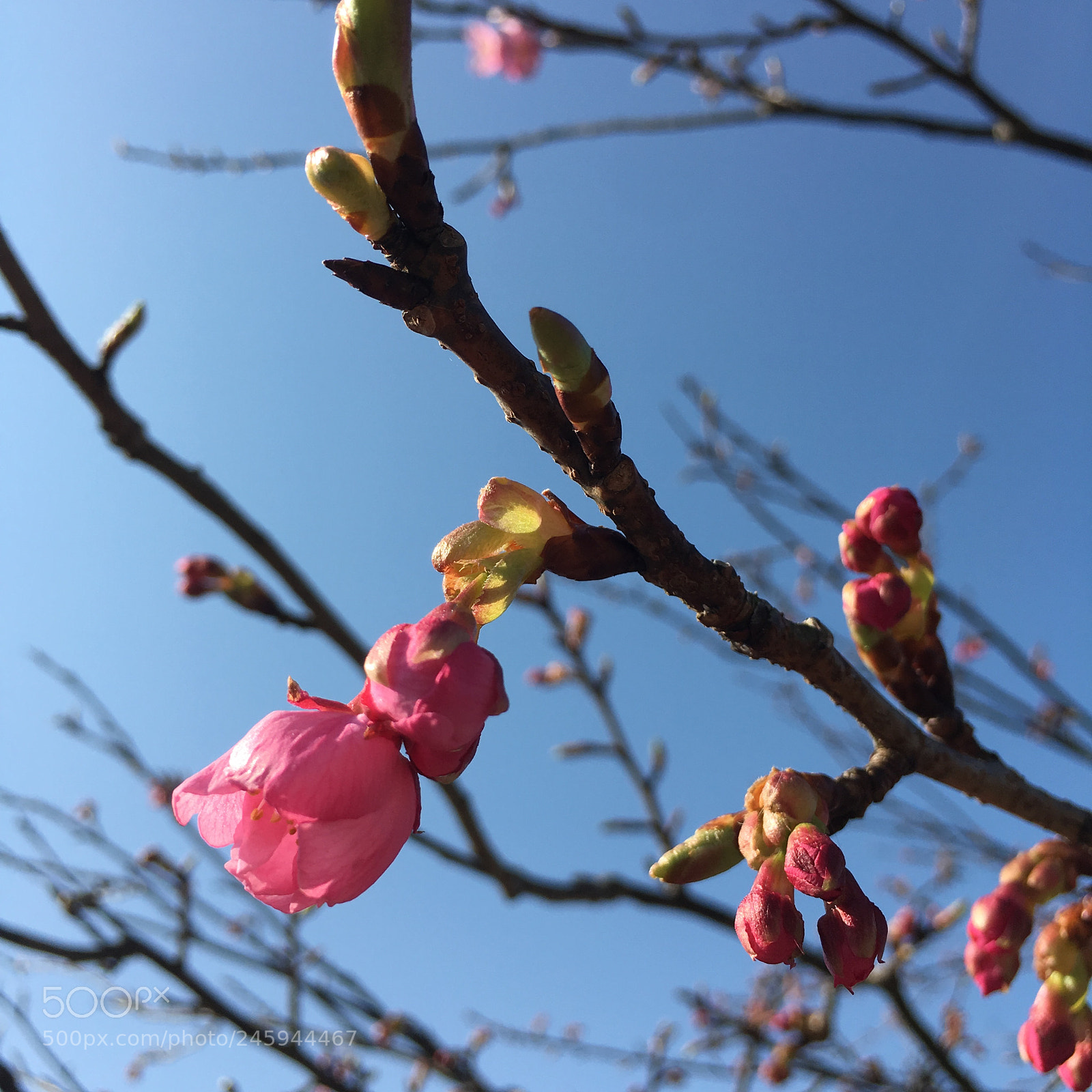 Apple iPhone 6s sample photo. Sakura-cheery blossom photography