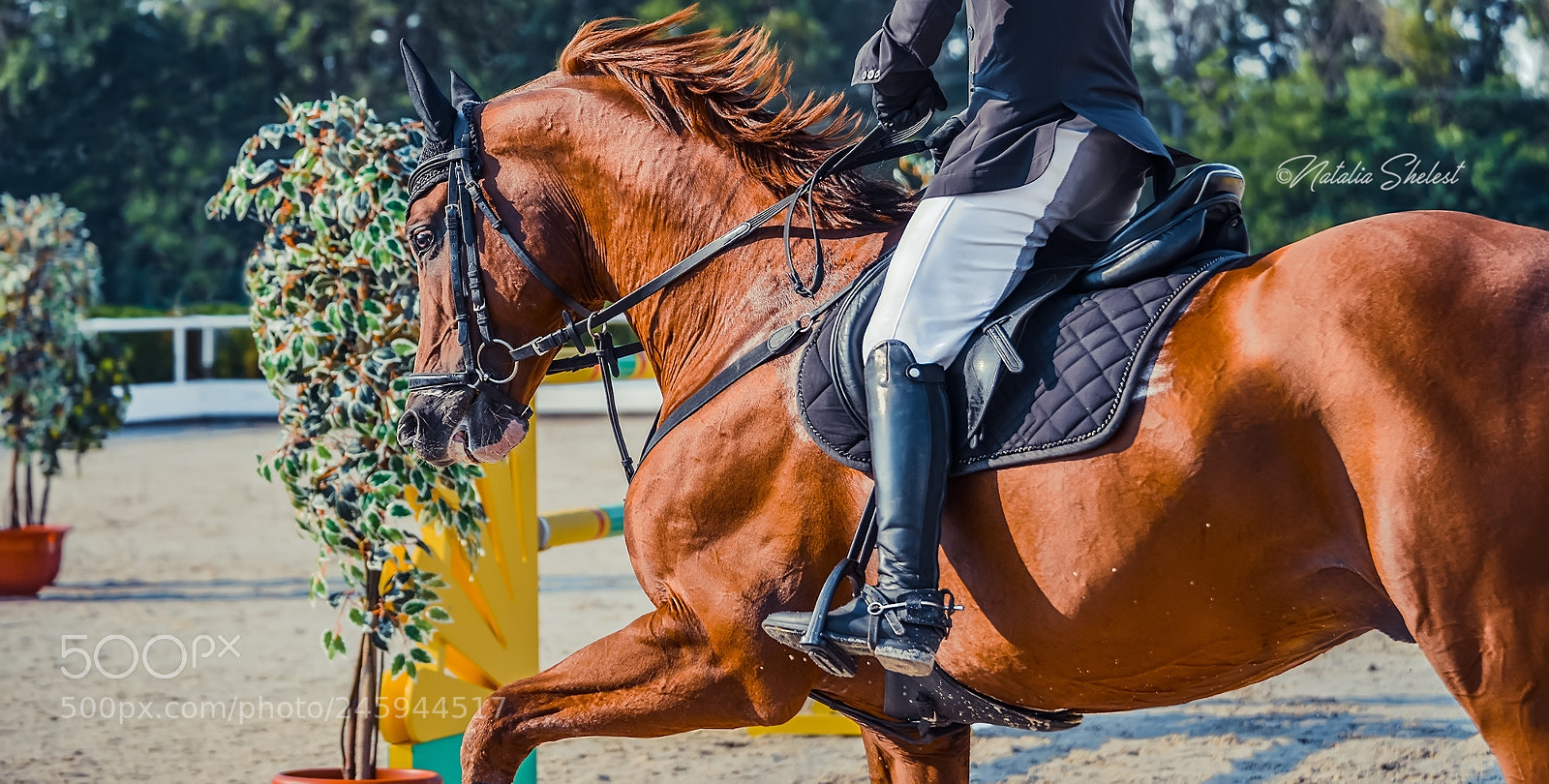 Nikon D600 sample photo. Sorrel dressage horse and photography