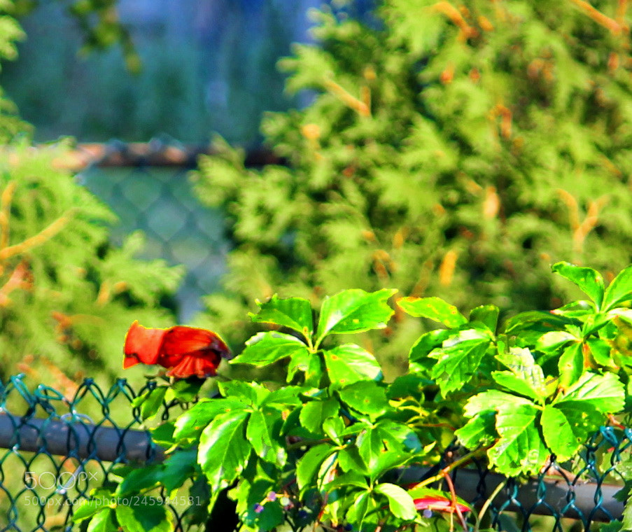 Canon EOS 550D (EOS Rebel T2i / EOS Kiss X4) sample photo. Bird of the burg photography