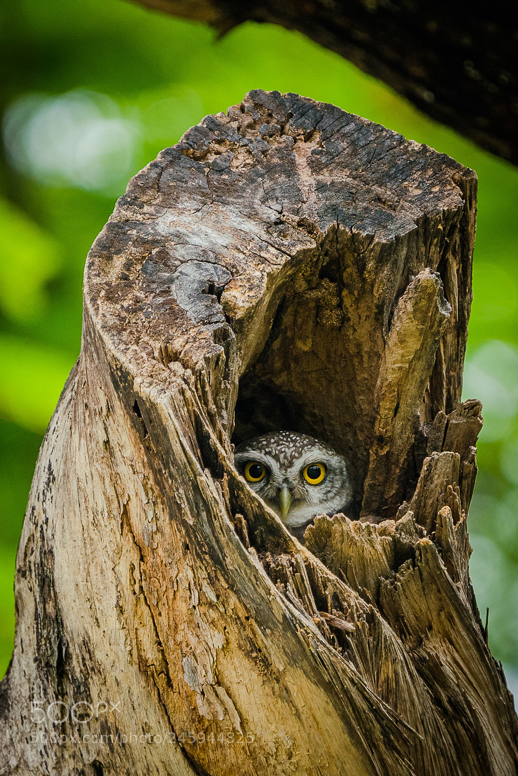 Sony a7R III sample photo. Owl in the tree photography