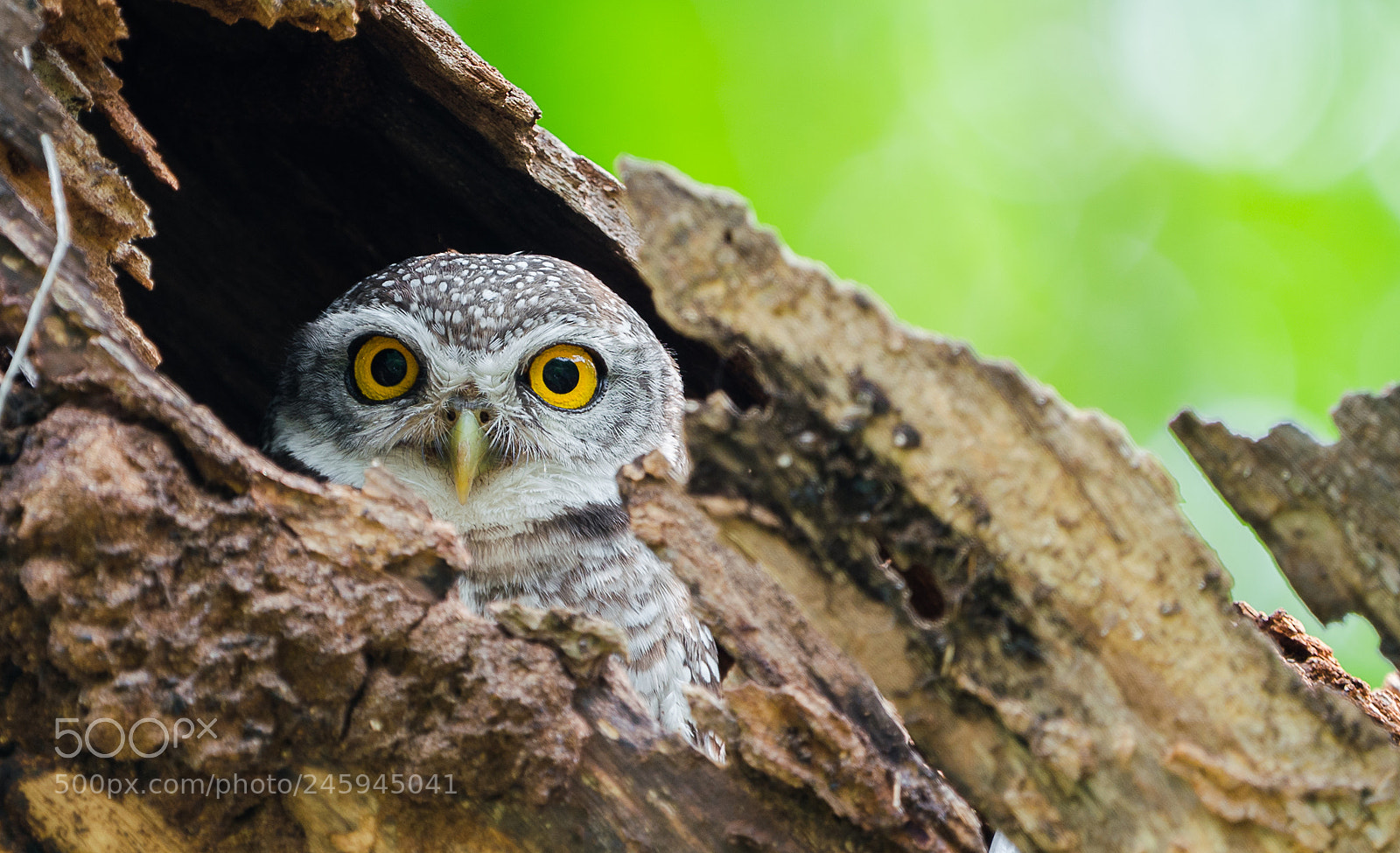 Sony a7R III sample photo. Owl in the tree photography