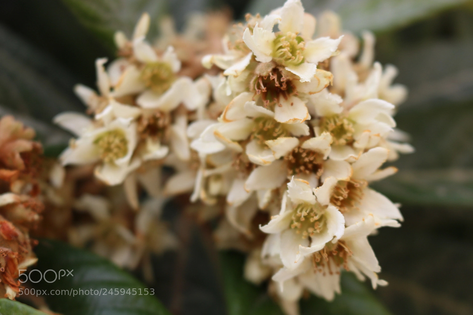 Canon EOS 750D (EOS Rebel T6i / EOS Kiss X8i) sample photo. Blossoms photography