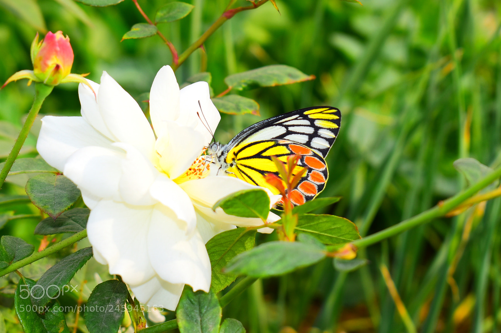 Nikon D5600 sample photo. Finding food photography