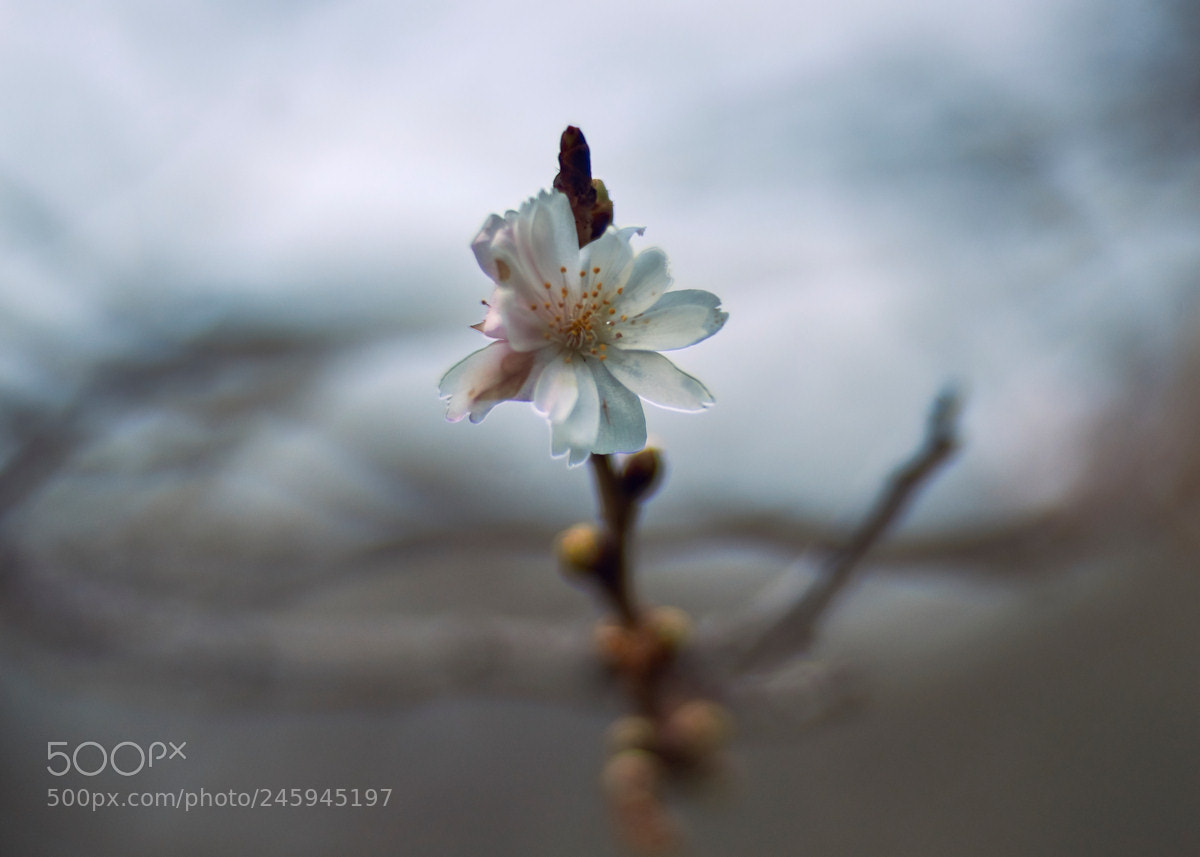 Sony SLT-A99V sample photo. Eary flowering cherry shot photography