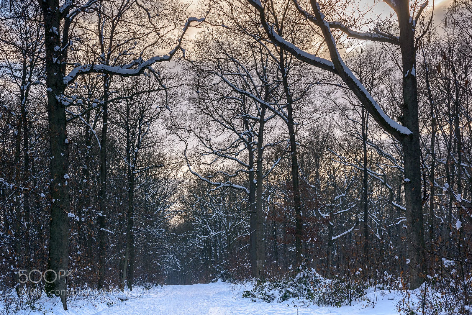 Nikon D800 sample photo. Winter photography