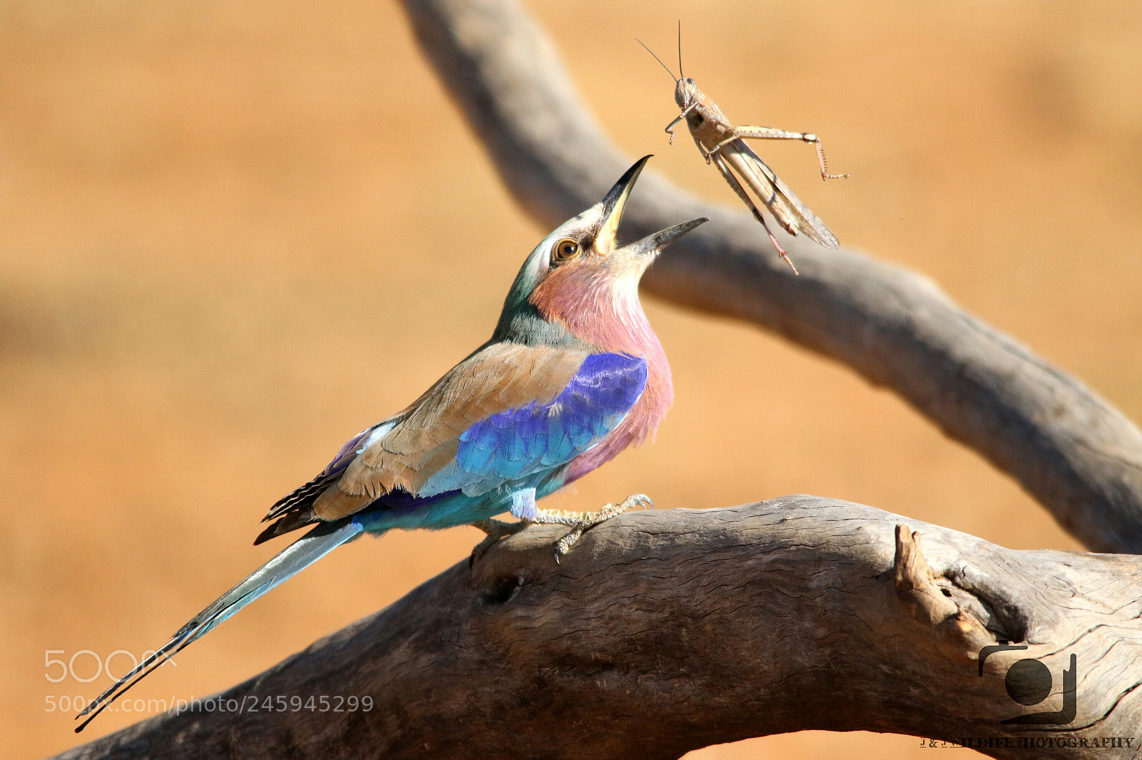 Canon EOS 7D Mark II sample photo. Lilac breasted roller photography