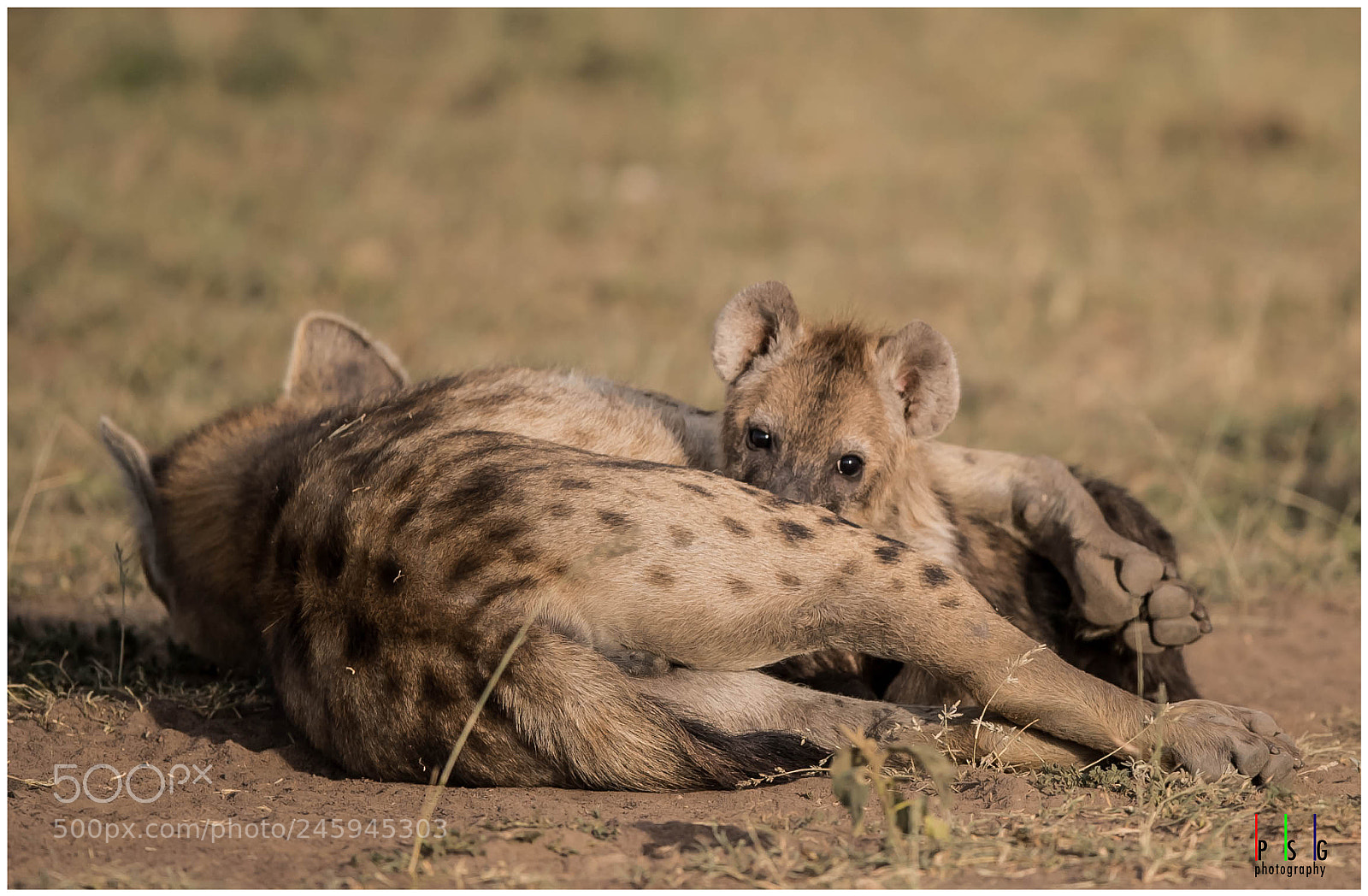 Nikon D5 sample photo. A doting hyena mother photography