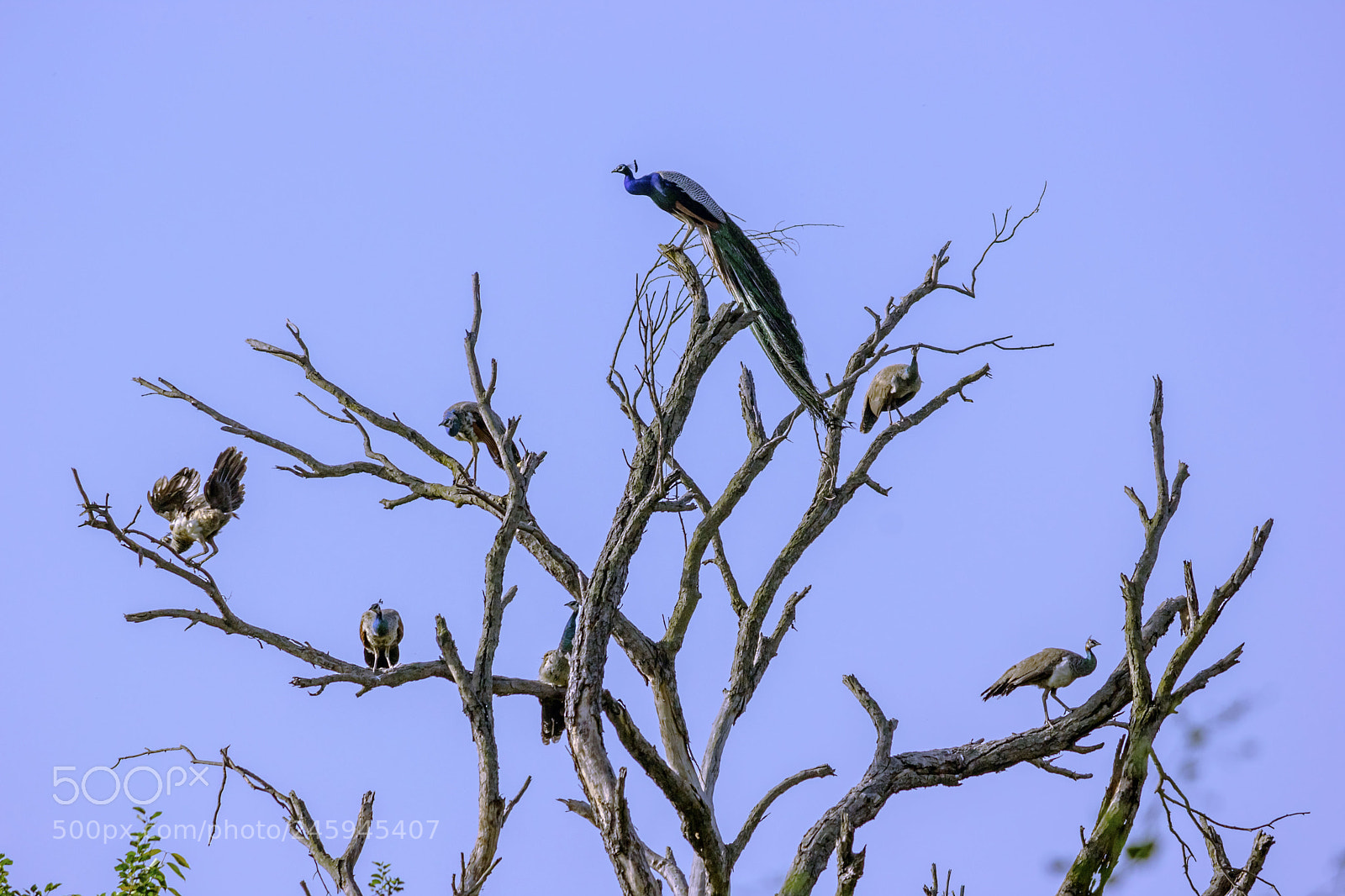 Canon EOS 60D sample photo. Peacock haram photography