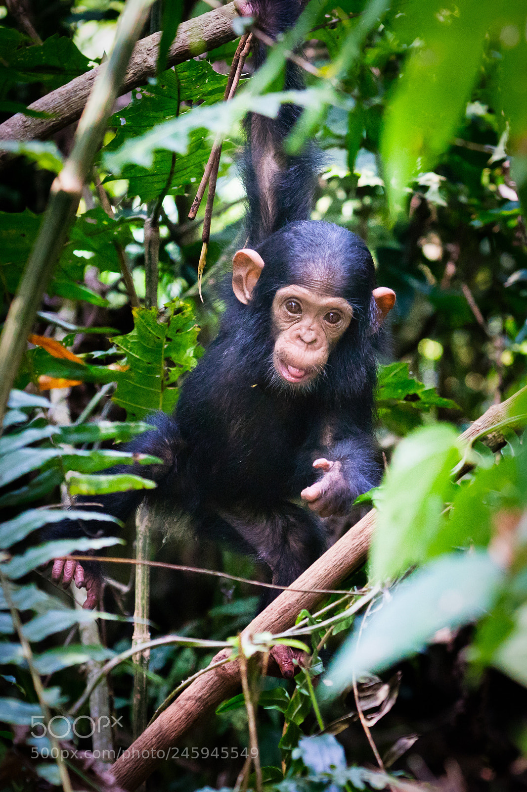 Sony ILCA-77M2 sample photo. Baby chimpanzee photography