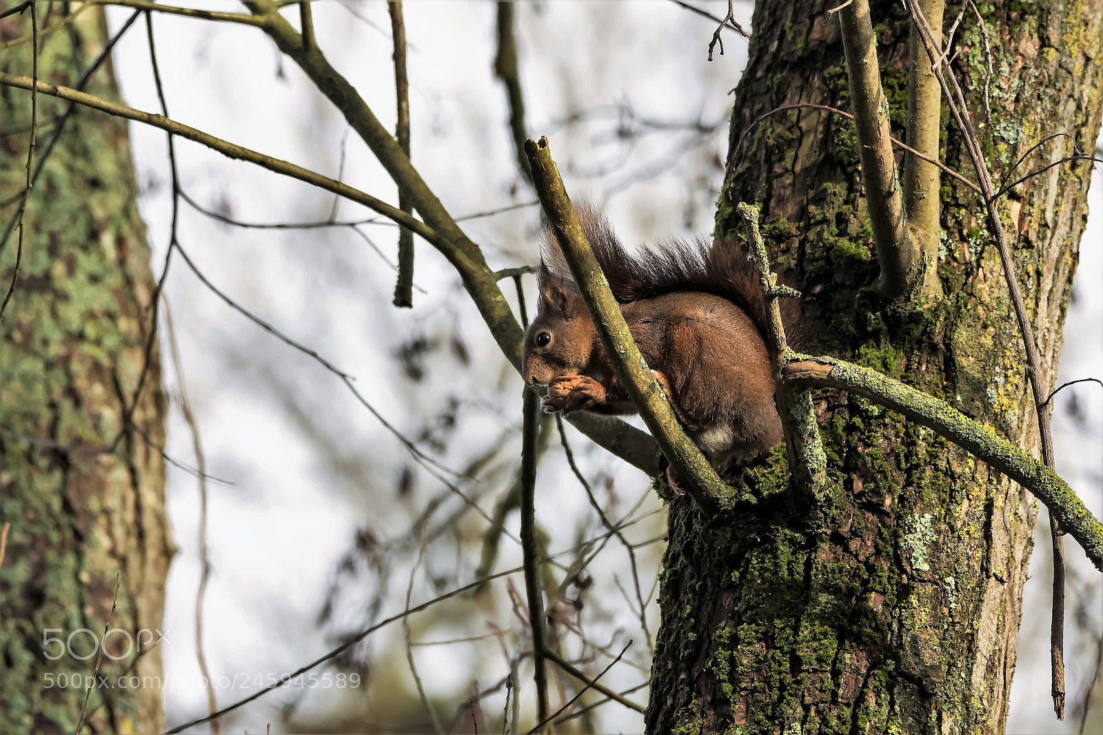Nikon D7200 sample photo. A squirrel with his photography