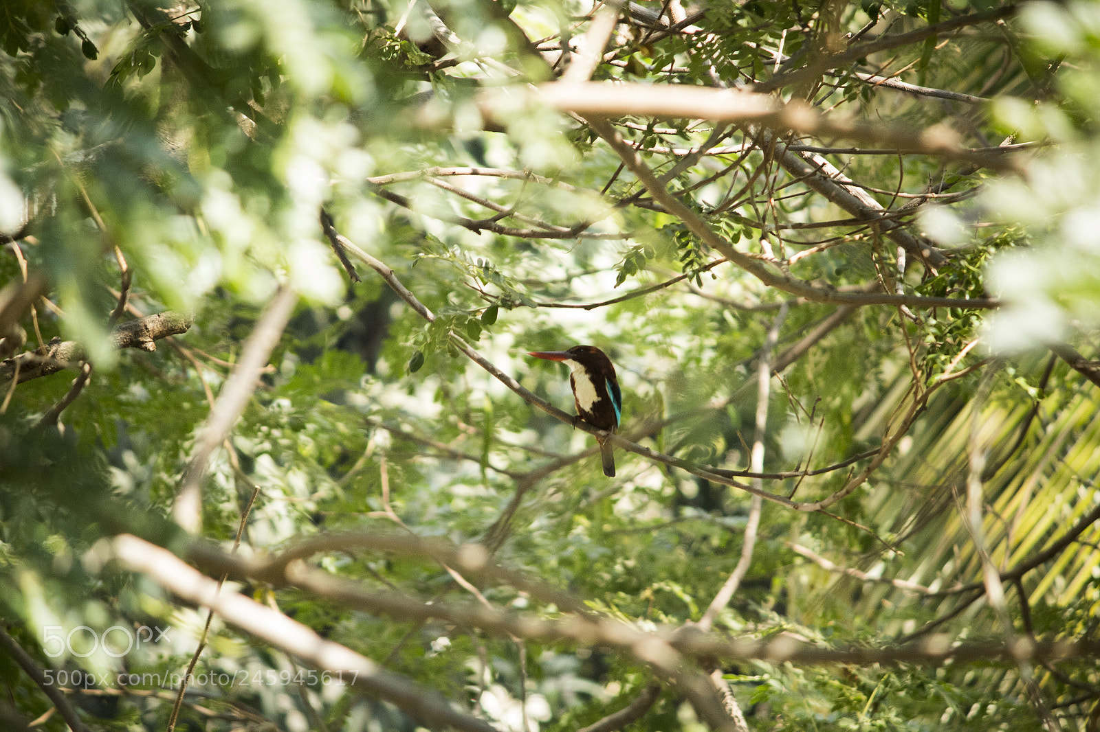 Canon EOS 1300D (EOS Rebel T6 / EOS Kiss X80) sample photo. Beautiful kingfisher on branch photography