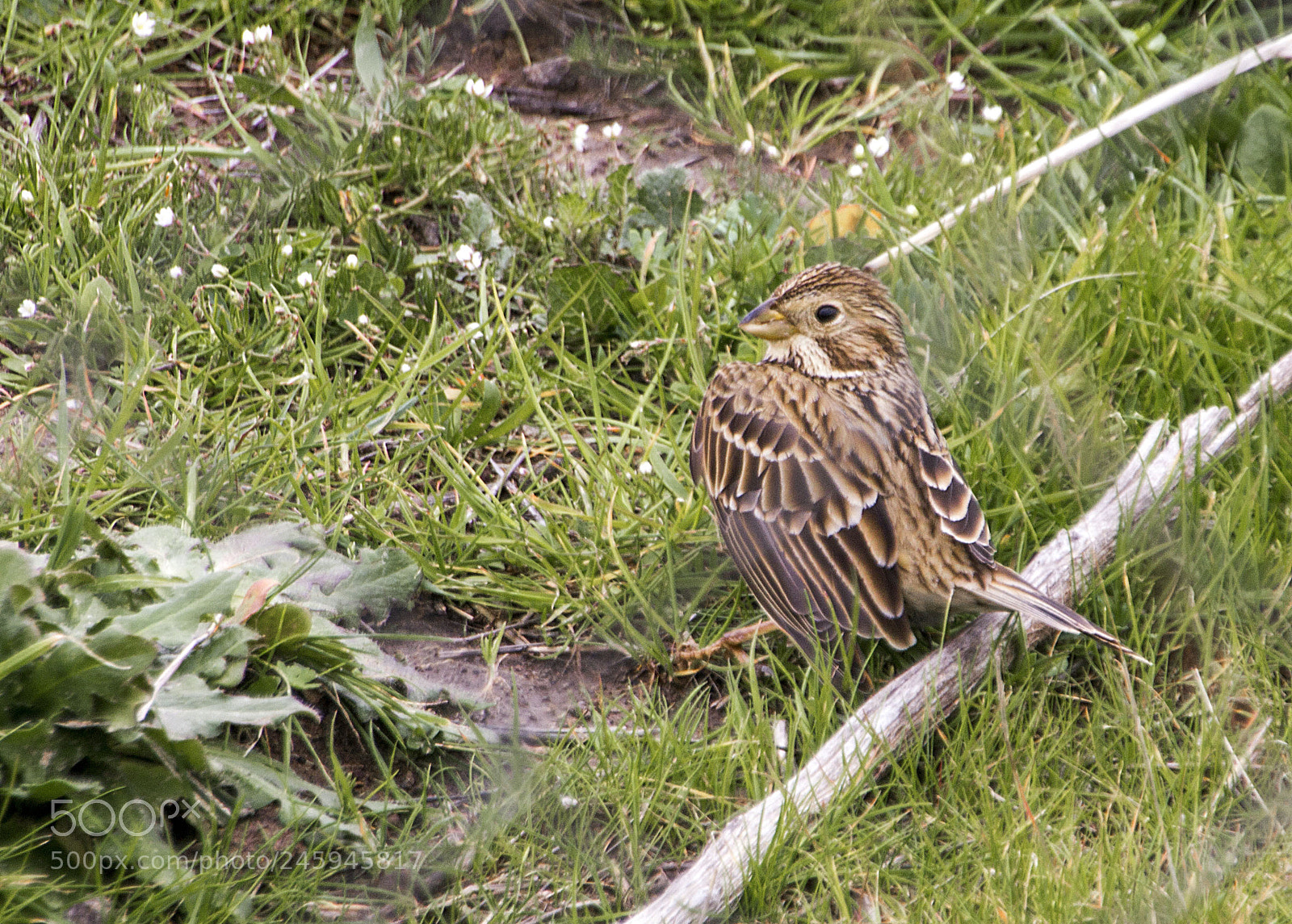 Canon EOS 550D (EOS Rebel T2i / EOS Kiss X4) sample photo. Sparrow photography