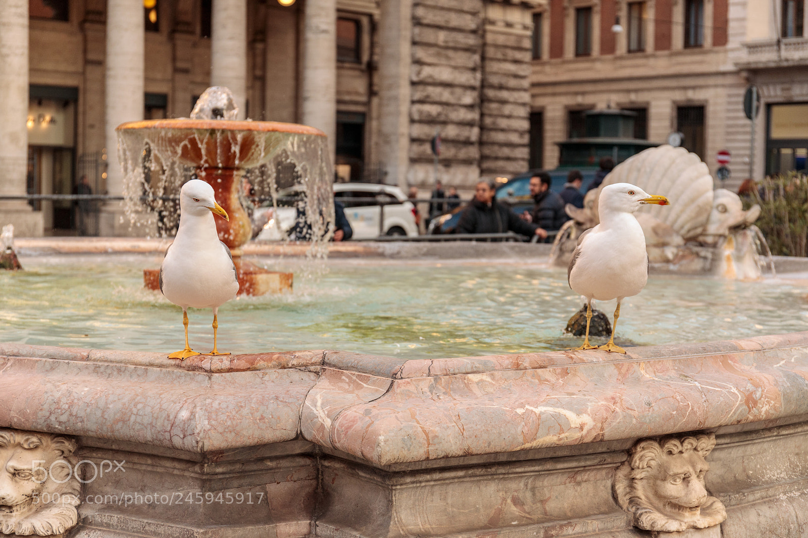 Canon EOS 6D Mark II sample photo. Seagulls in the city photography