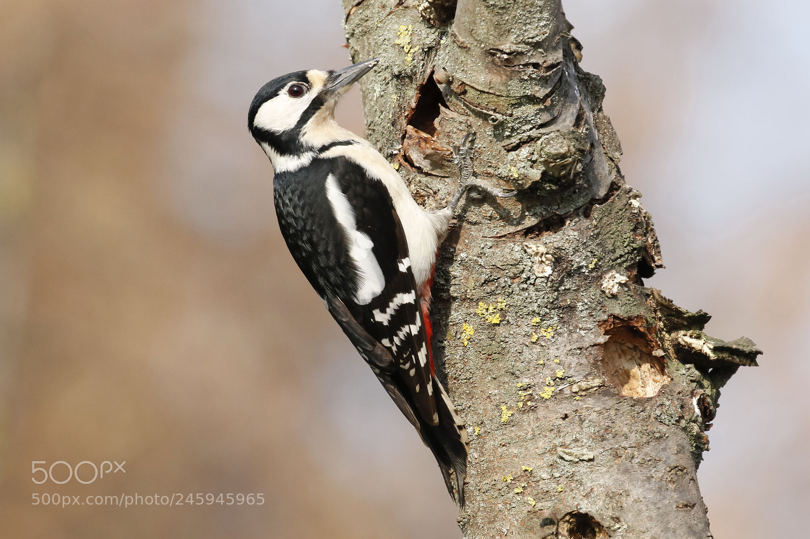 Canon EOS 7D Mark II sample photo. Great spotted woodpecker on photography
