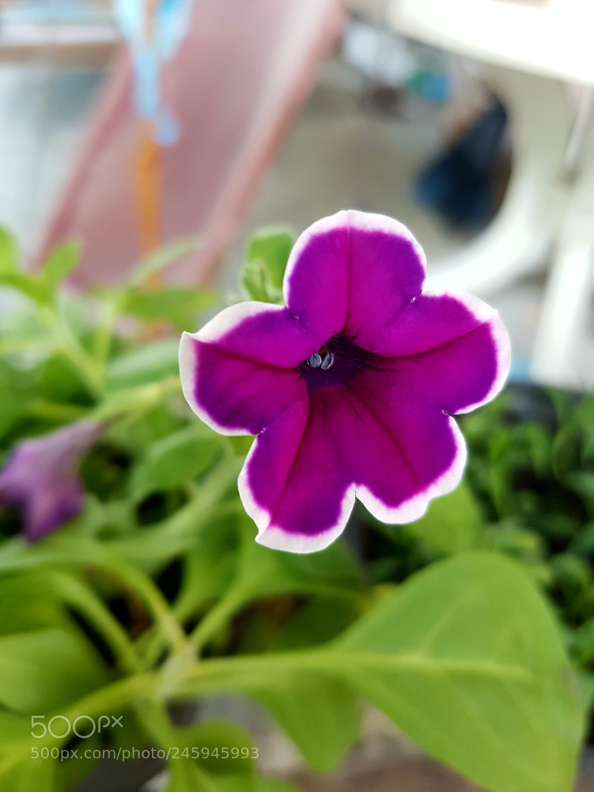 Samsung Galaxy S7 Edge sample photo. Untitled photography