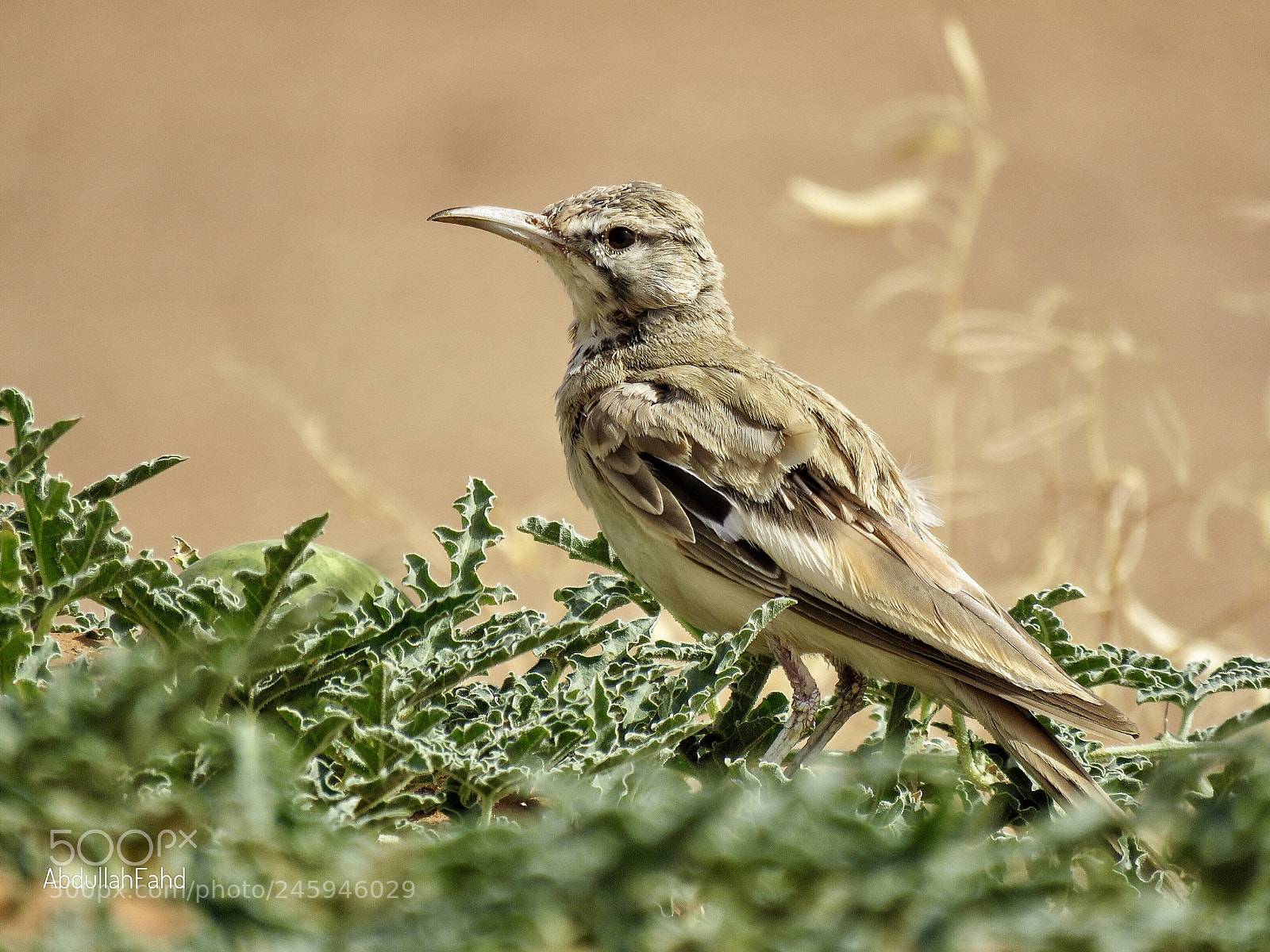 Canon PowerShot SX60 HS sample photo. Greater hoopoe lark photography
