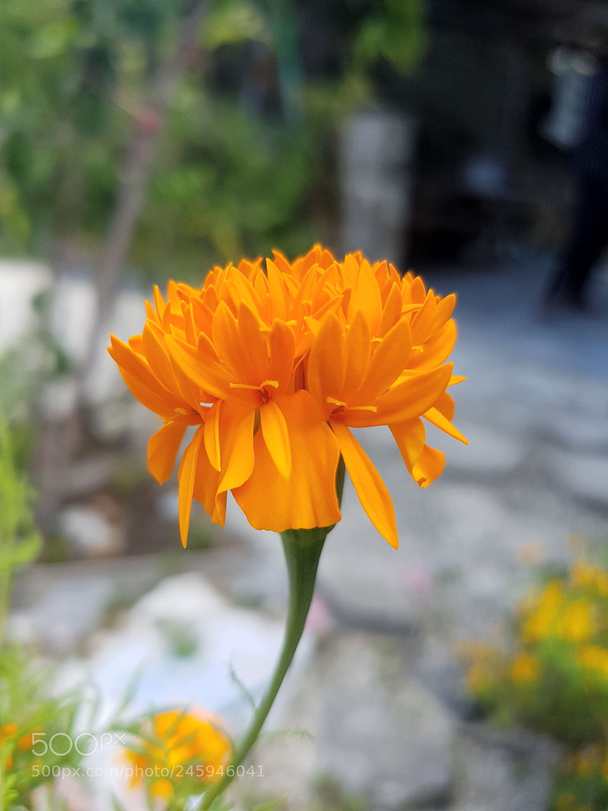 Samsung Galaxy S7 Edge sample photo. Untitled photography