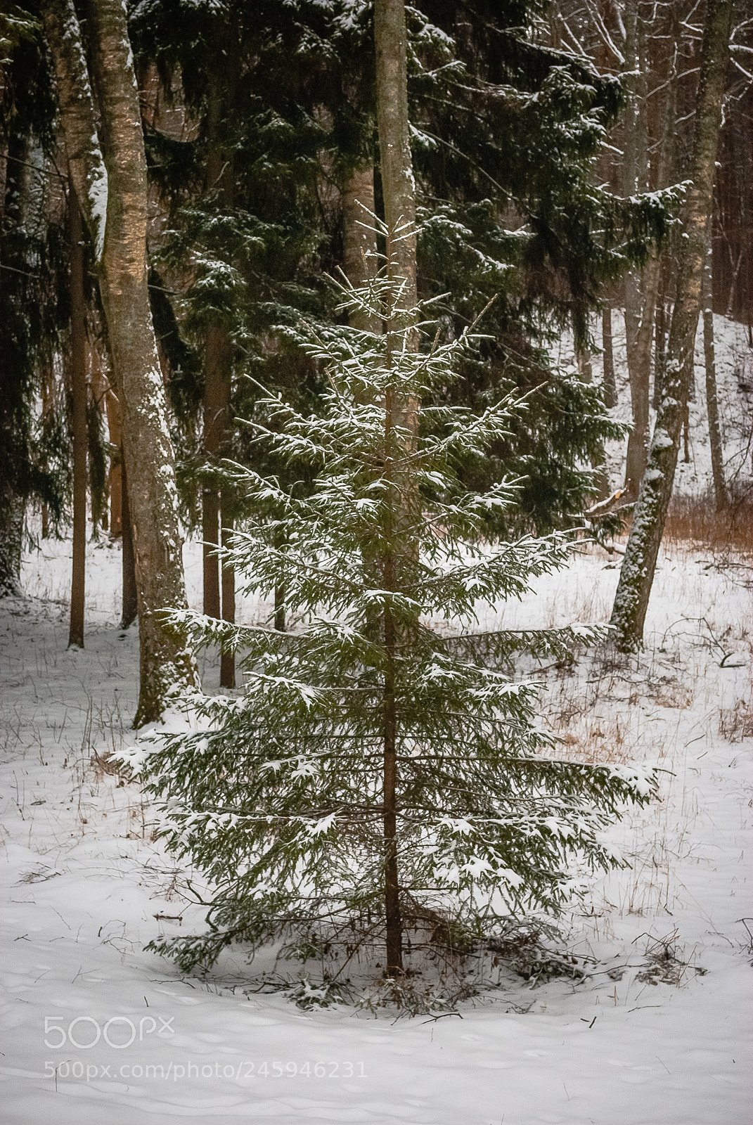 Nikon D60 sample photo. Латвийский этнографический музей. photography