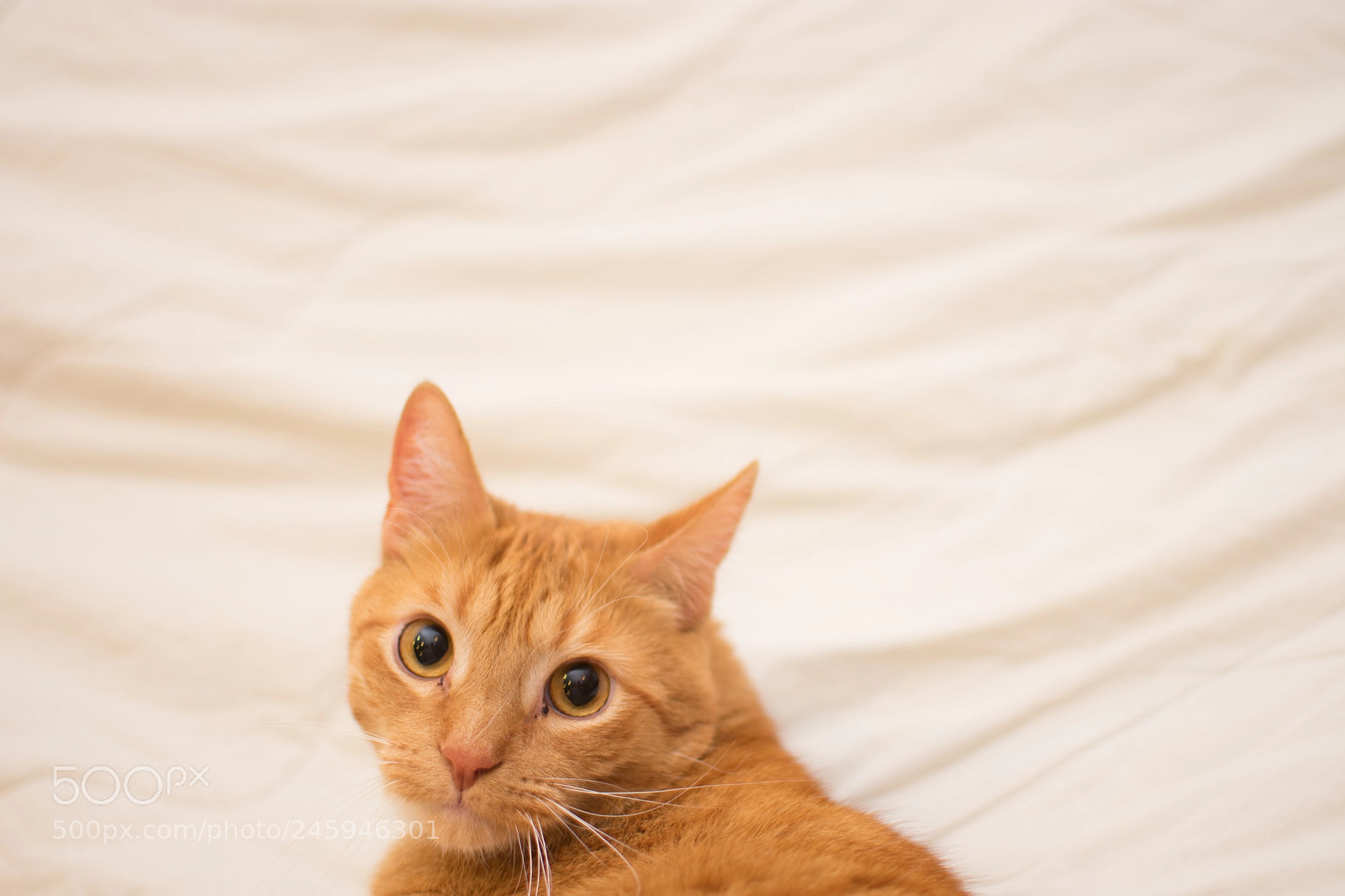 Nikon D3400 sample photo. Orange cat white background photography