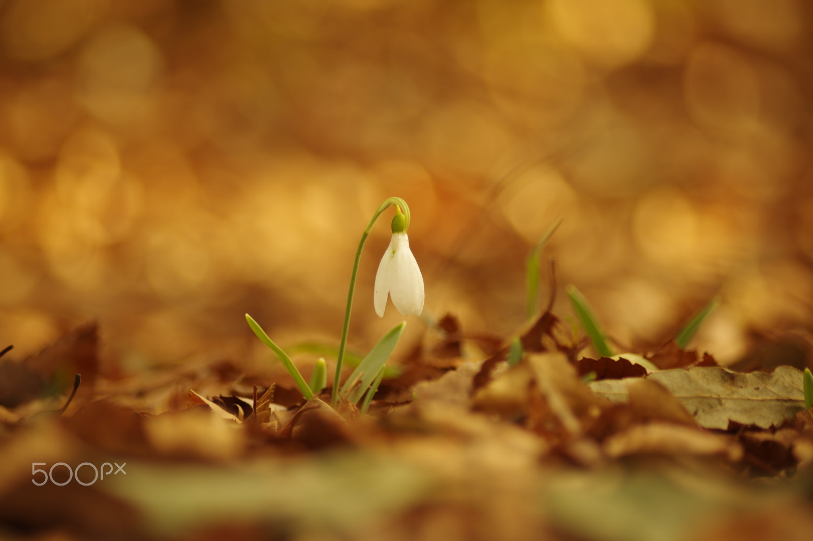 smc PENTAX-DA L 55-300mm F4-5.8 ED sample photo. ひっそりと咲く　one(snowdrop) photography