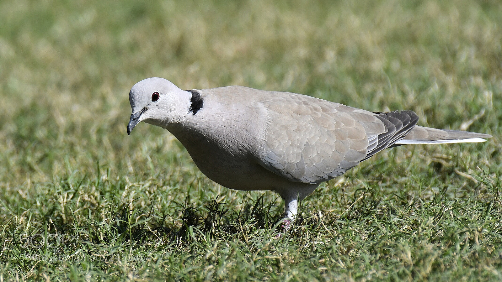 Nikon AF-S Nikkor 200-500mm F5.6E ED VR sample photo. Laughing dove photography