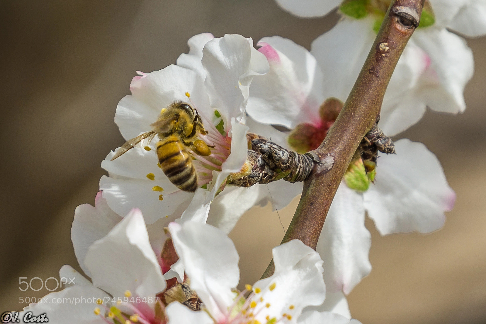 Sony a6000 sample photo. Bee at work photography