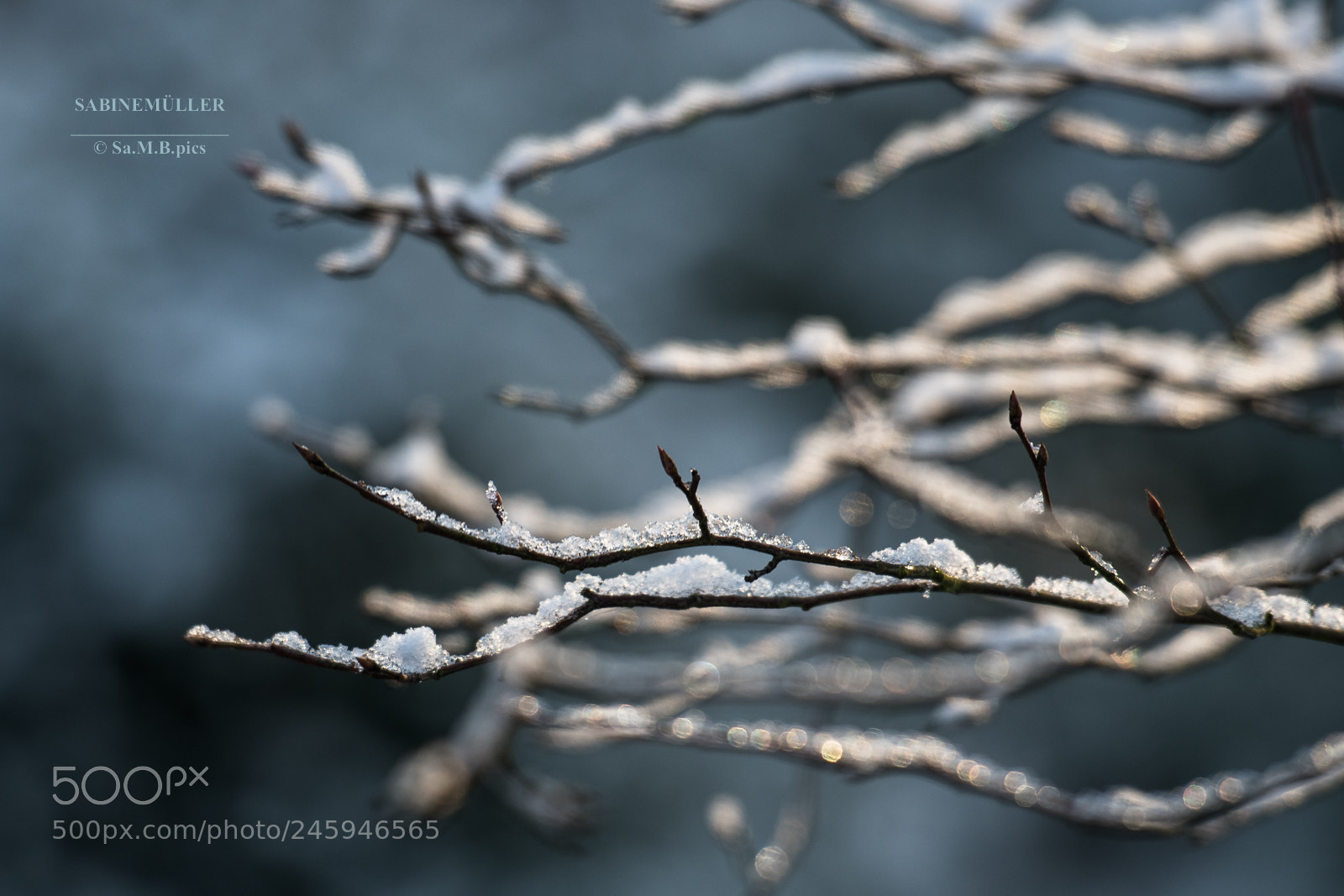 Nikon D500 sample photo. Winterfeeling photography