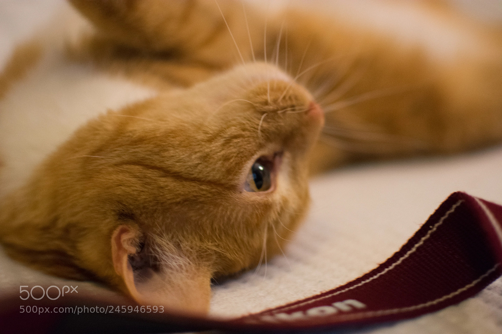 Nikon D3400 sample photo. Jules with camera strap photography