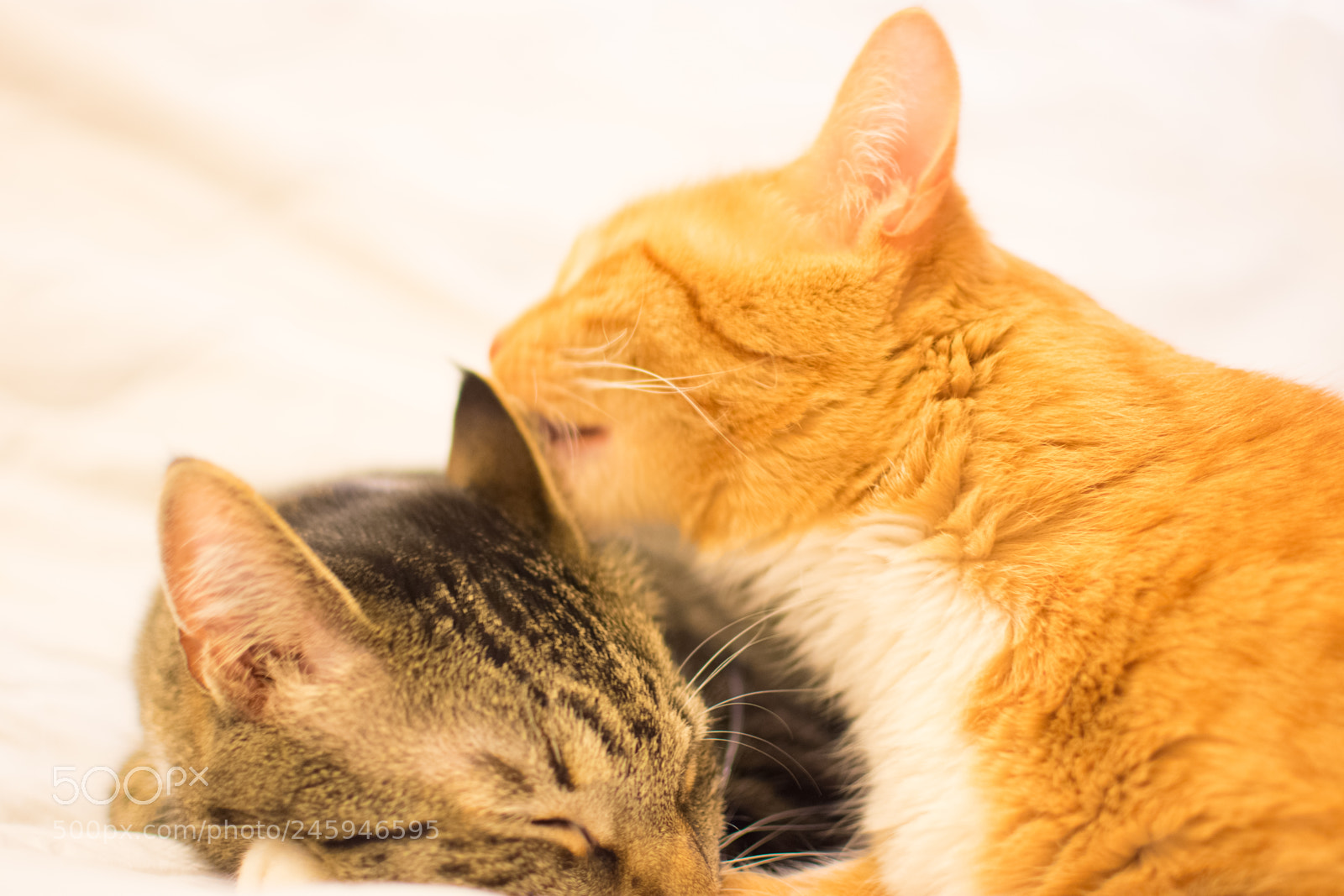 Nikon D3400 sample photo. Jules licking fluffybottom photography