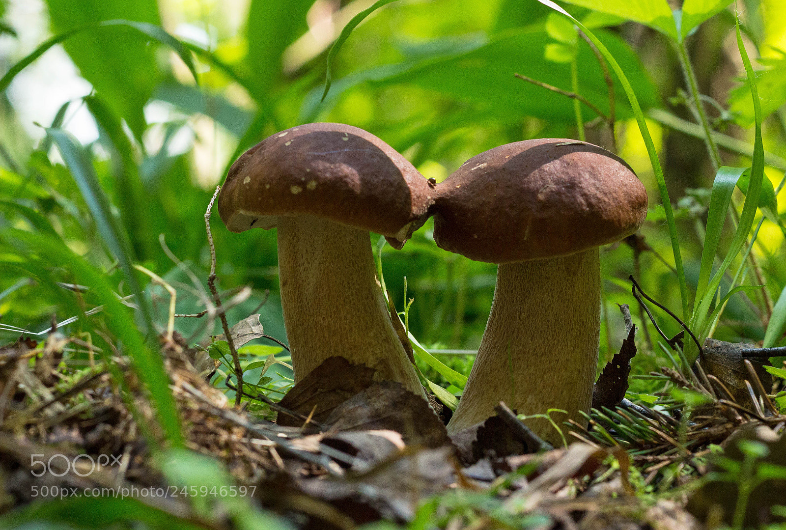 Canon EOS 600D (Rebel EOS T3i / EOS Kiss X5) sample photo. Boletus tweens photography