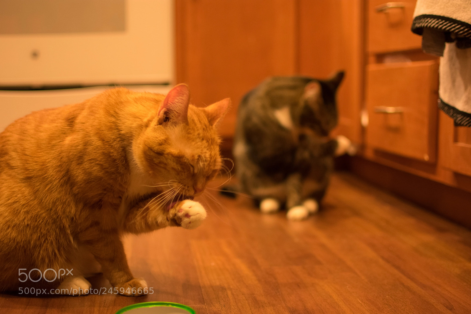 Nikon D3400 sample photo. Jules and fluffybottom after photography