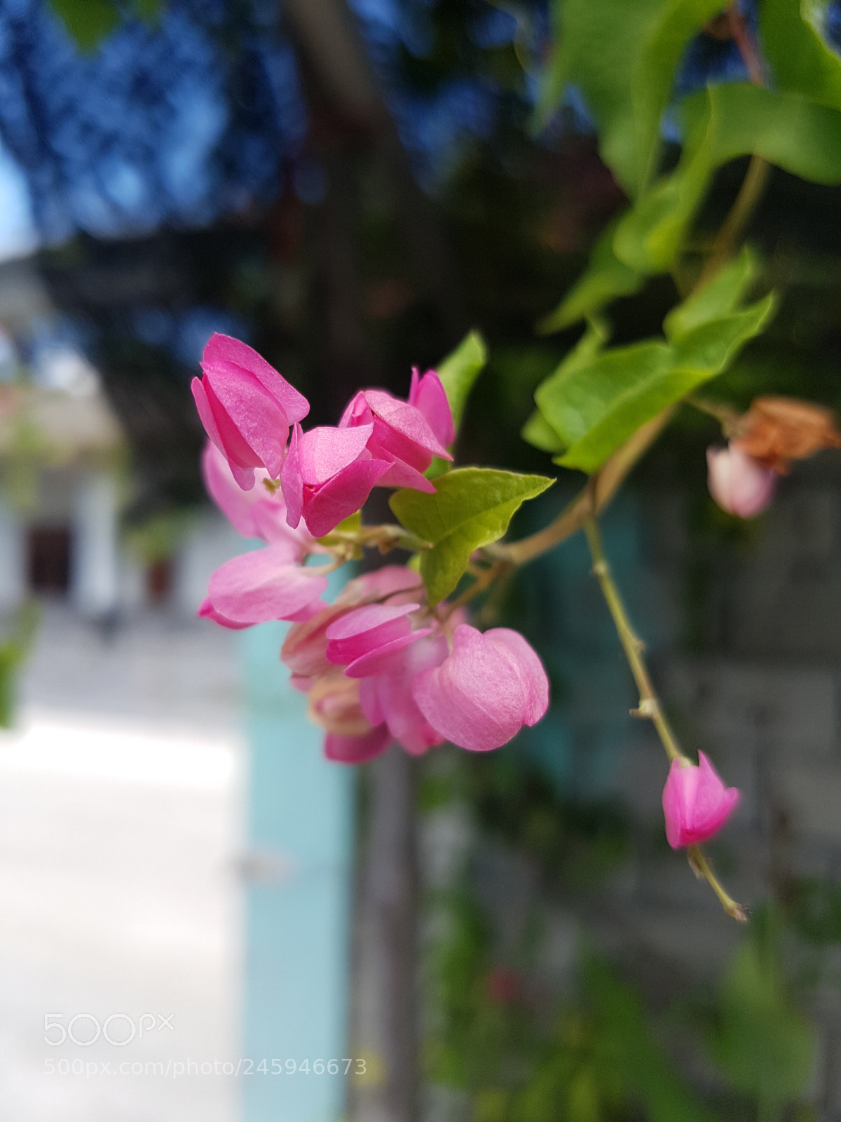 Samsung Galaxy S7 Edge sample photo. Untitled photography