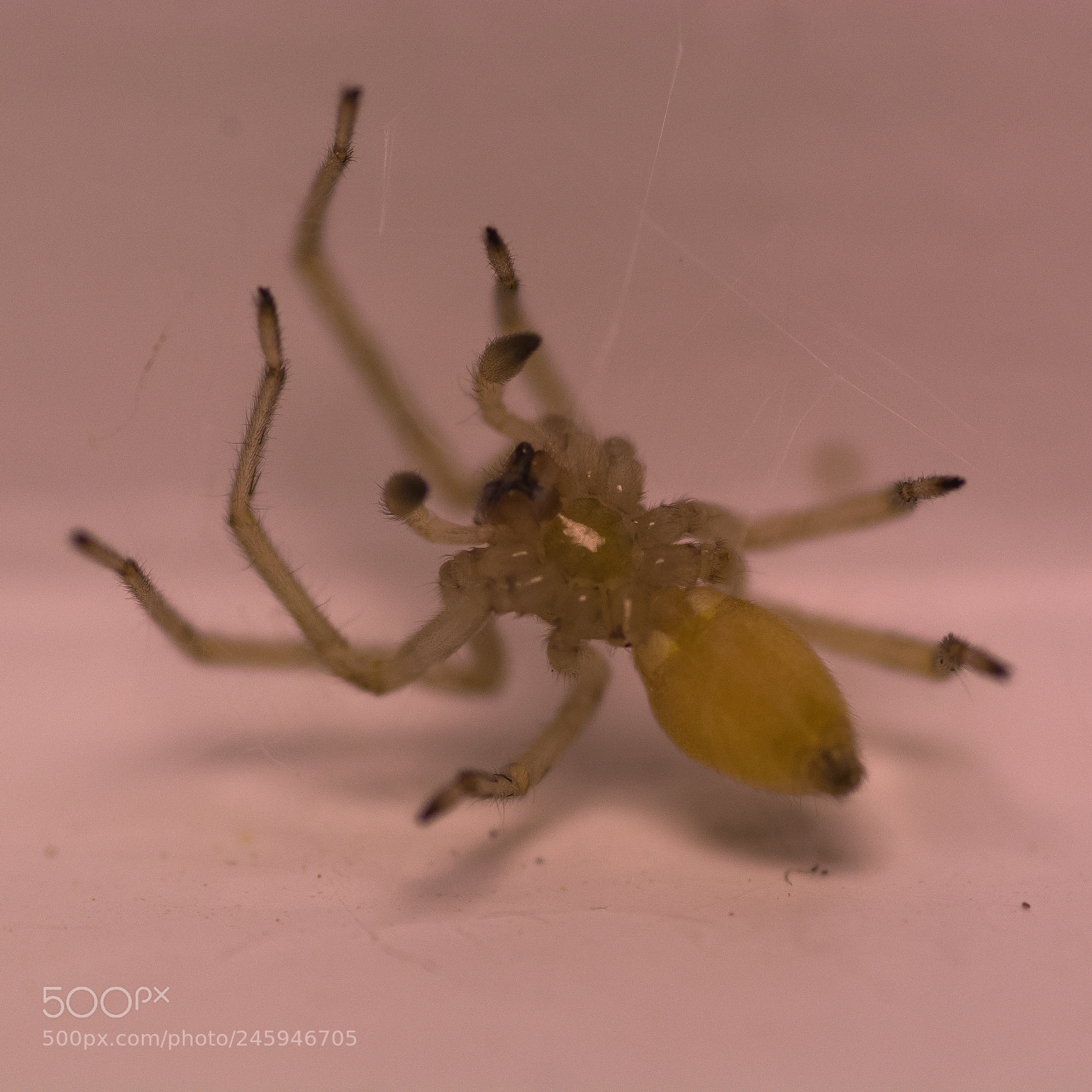 Nikon D7100 sample photo. Sac spider in the photography
