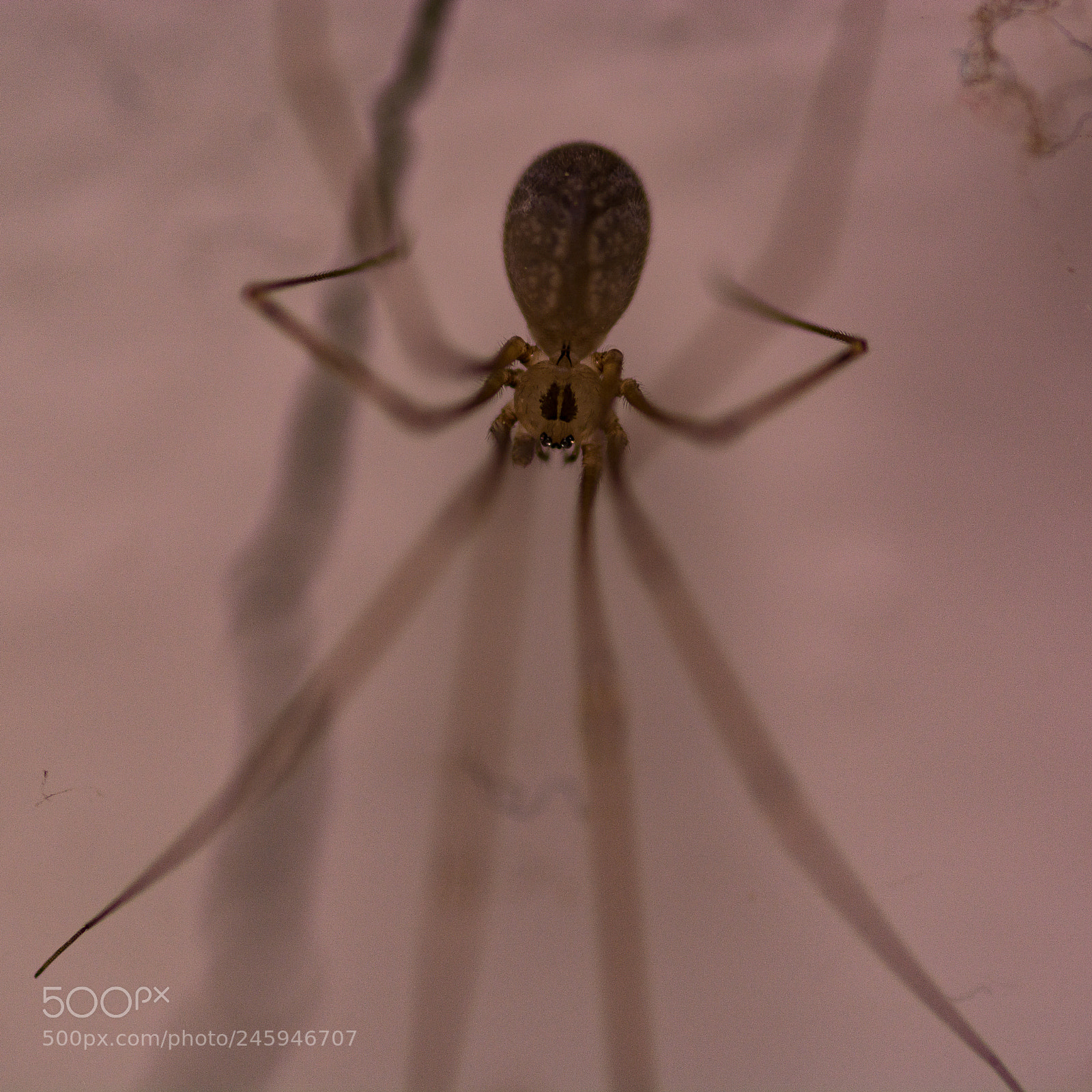 Nikon D7100 sample photo. Cellar spider looking mean photography