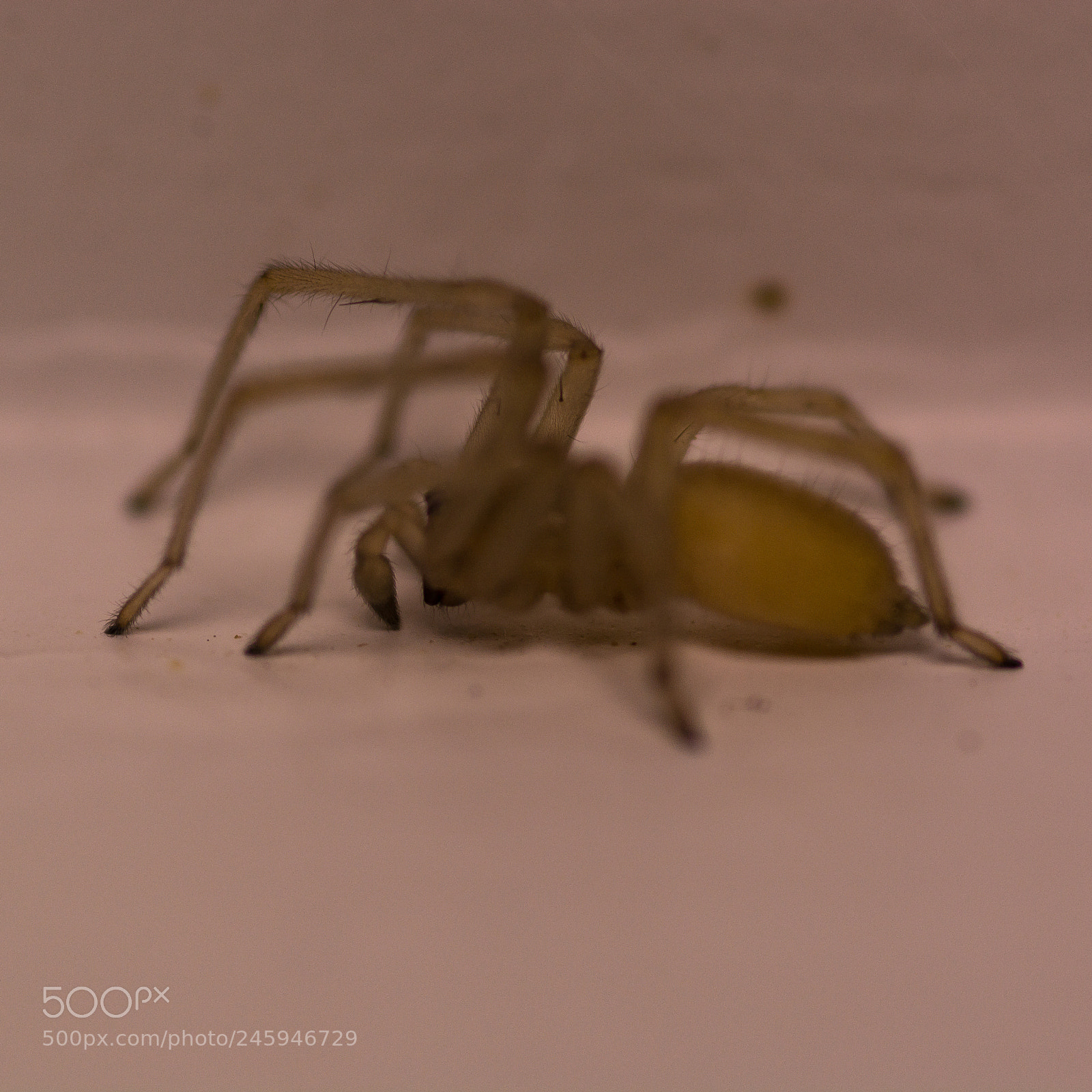 Nikon D7100 sample photo. Sac spider side view photography