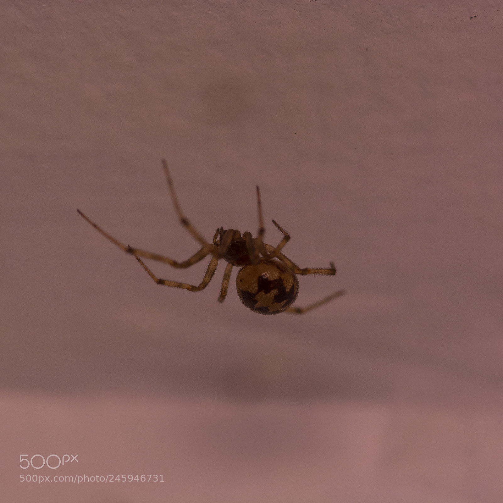 Nikon D7100 sample photo. Triangulate cobweb spider photography