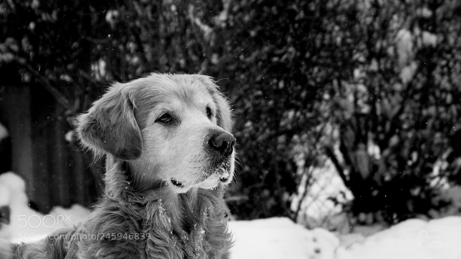 Canon EOS 700D (EOS Rebel T5i / EOS Kiss X7i) sample photo. My dog photography